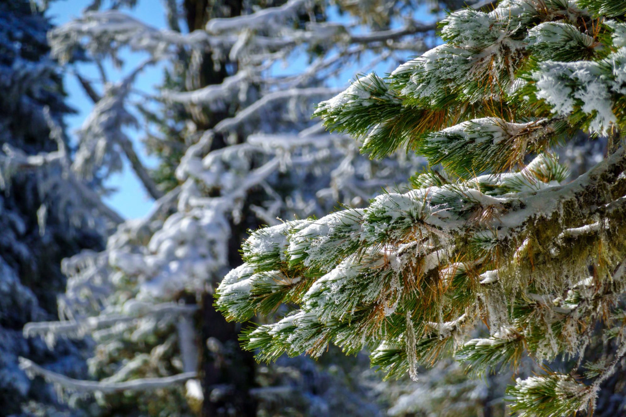 Заснеженные ветви на фоне голубого неба зимой. Сибирь, Россия. Источник: Shutterstock