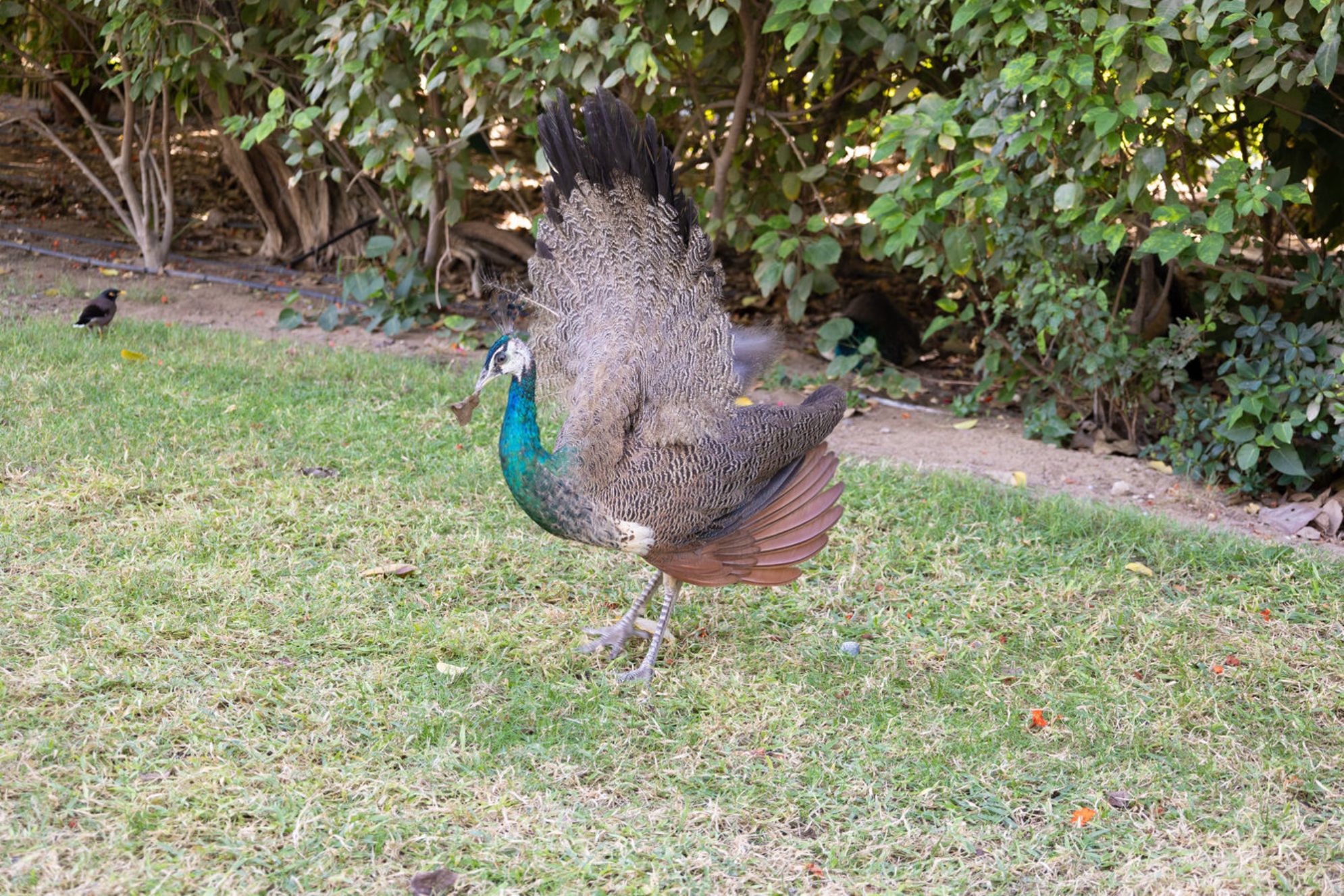 В парках Дубая можно встретить павлинов. Источник: shutterstock.com
