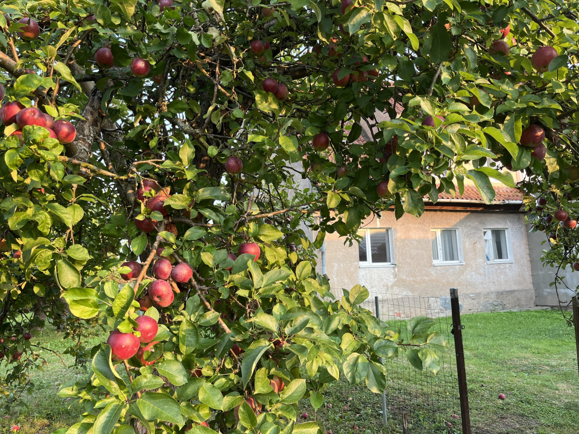 Калининградская область славится кисло-сладкими сортами яблок, осенью в поселке Железнодорожный часто угощают ими бесплатно.Источник фото: drive.google.comАвтор: Татьяна Леднева