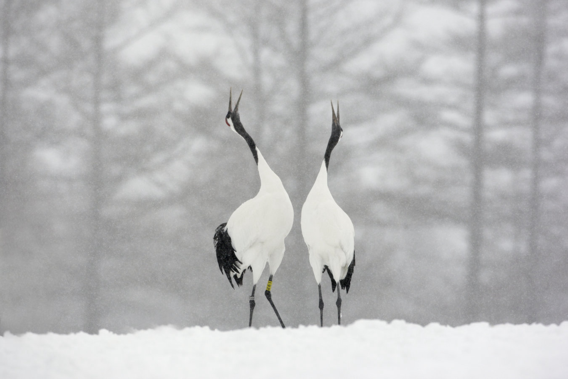 На территории заповедника обитают разные виды журавлей, в том числе и японские журавли. shutterstock.com