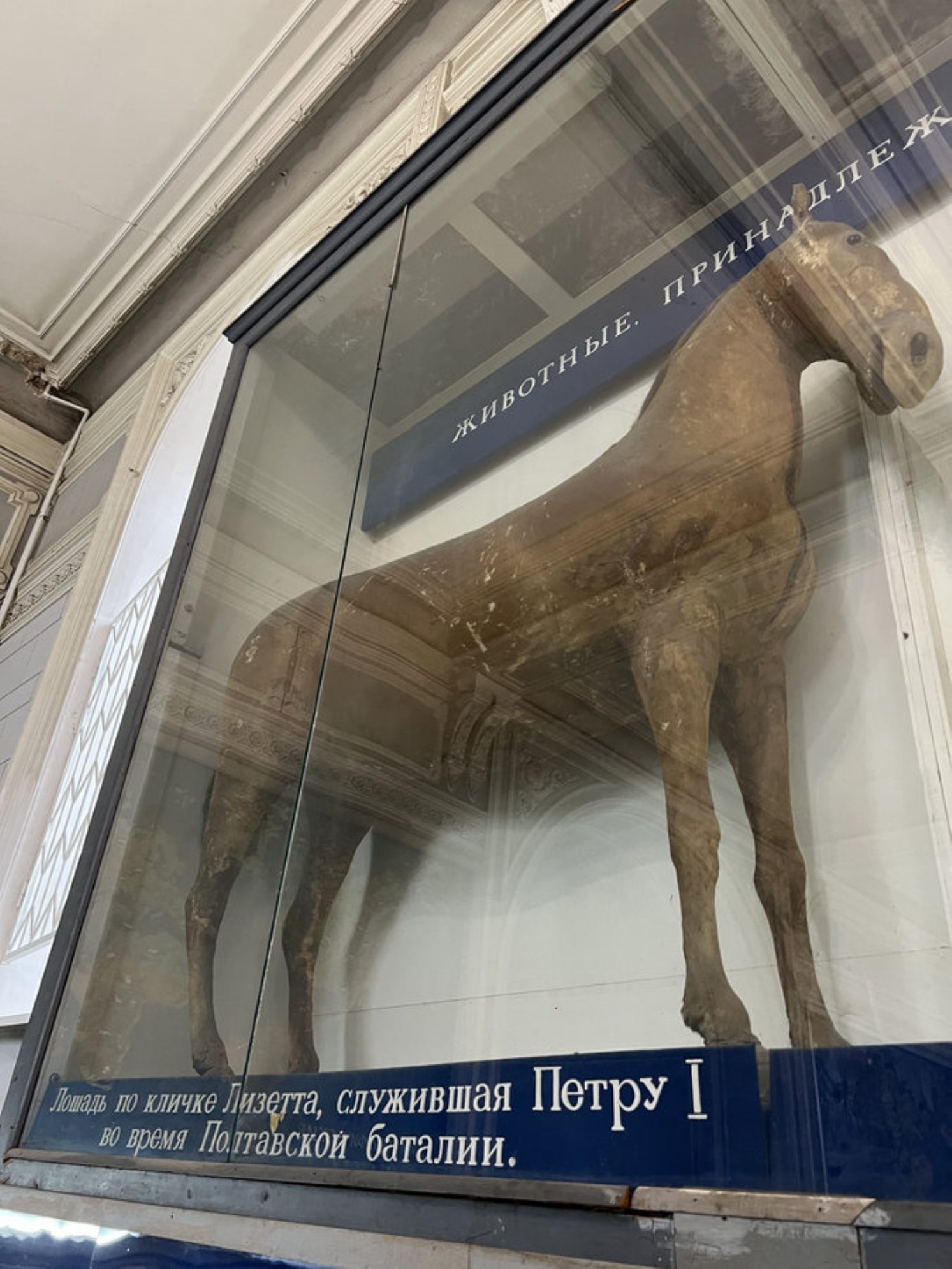 Лошадь по кличке Лизетта, служившая Петру 1 во время Полтавской баталии. Автор фото: Маргарита Рейзес