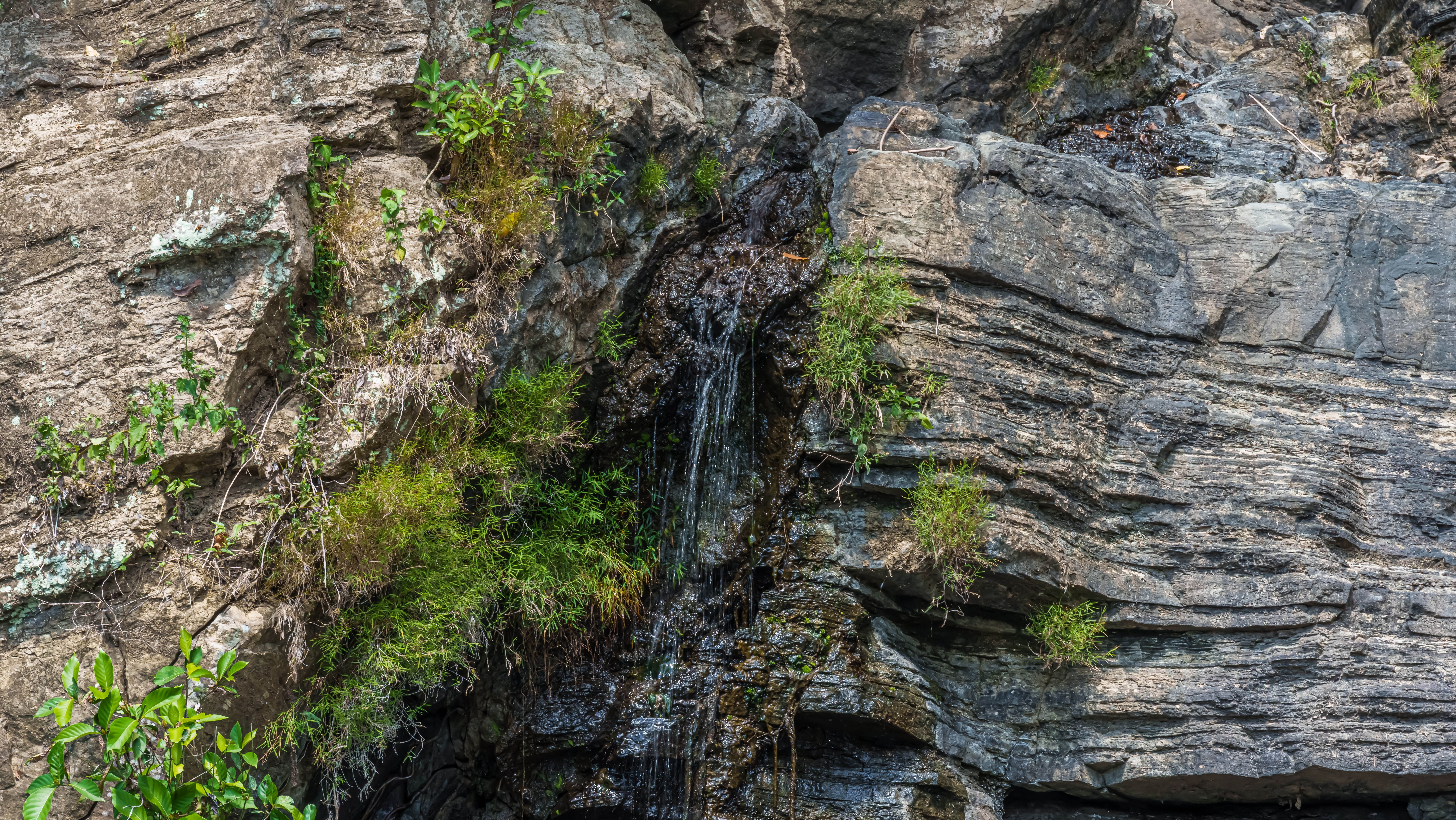 Небольшие водопады на скале в окружении мха и растений создают освежающую лесную атмосферу. Источник: Shutterstock