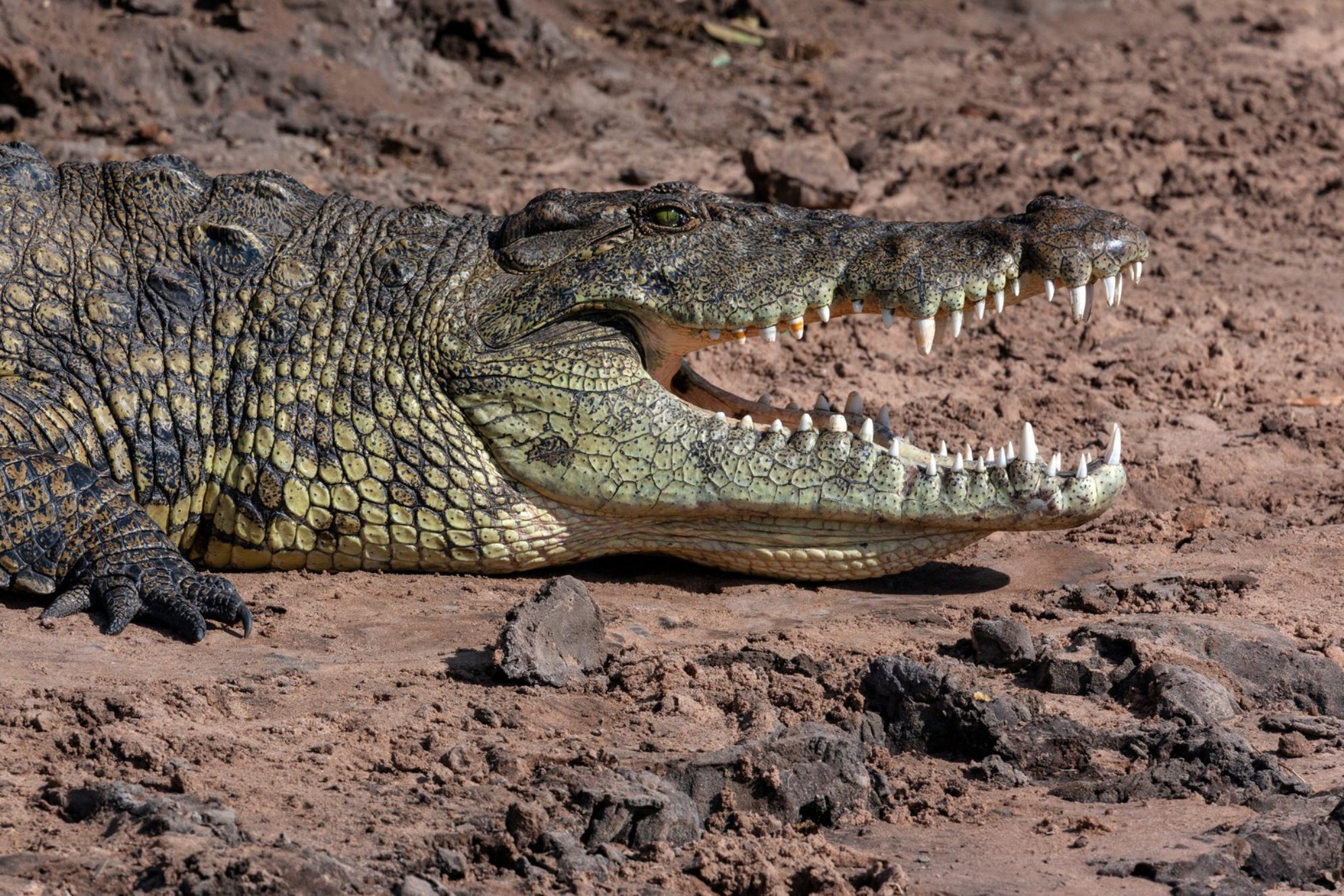 Крокодил. Источник фото: elements.envato.com