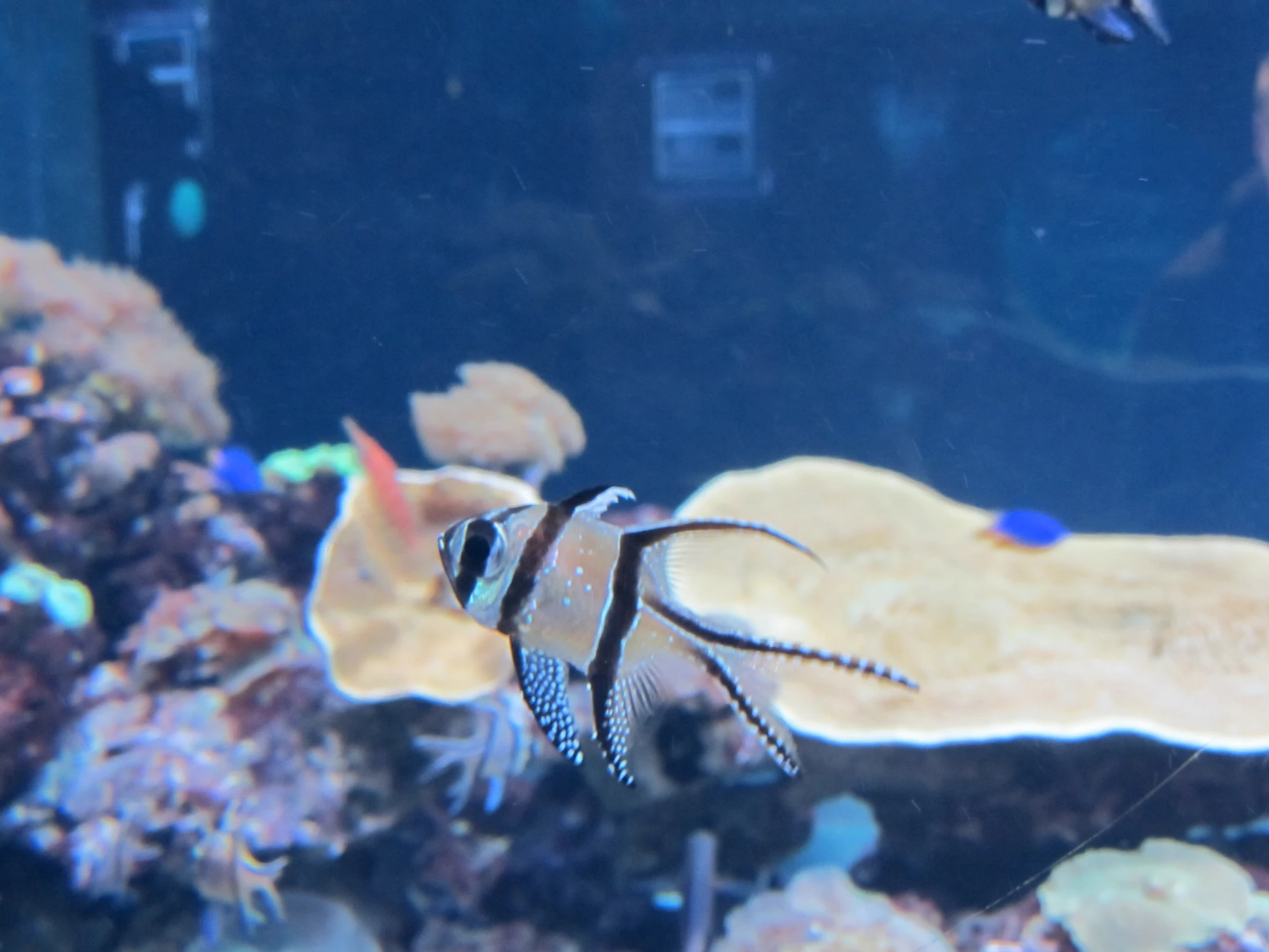 Ежегодно океанариум в Санкт-Петербурге посещает 600 тысяч человек