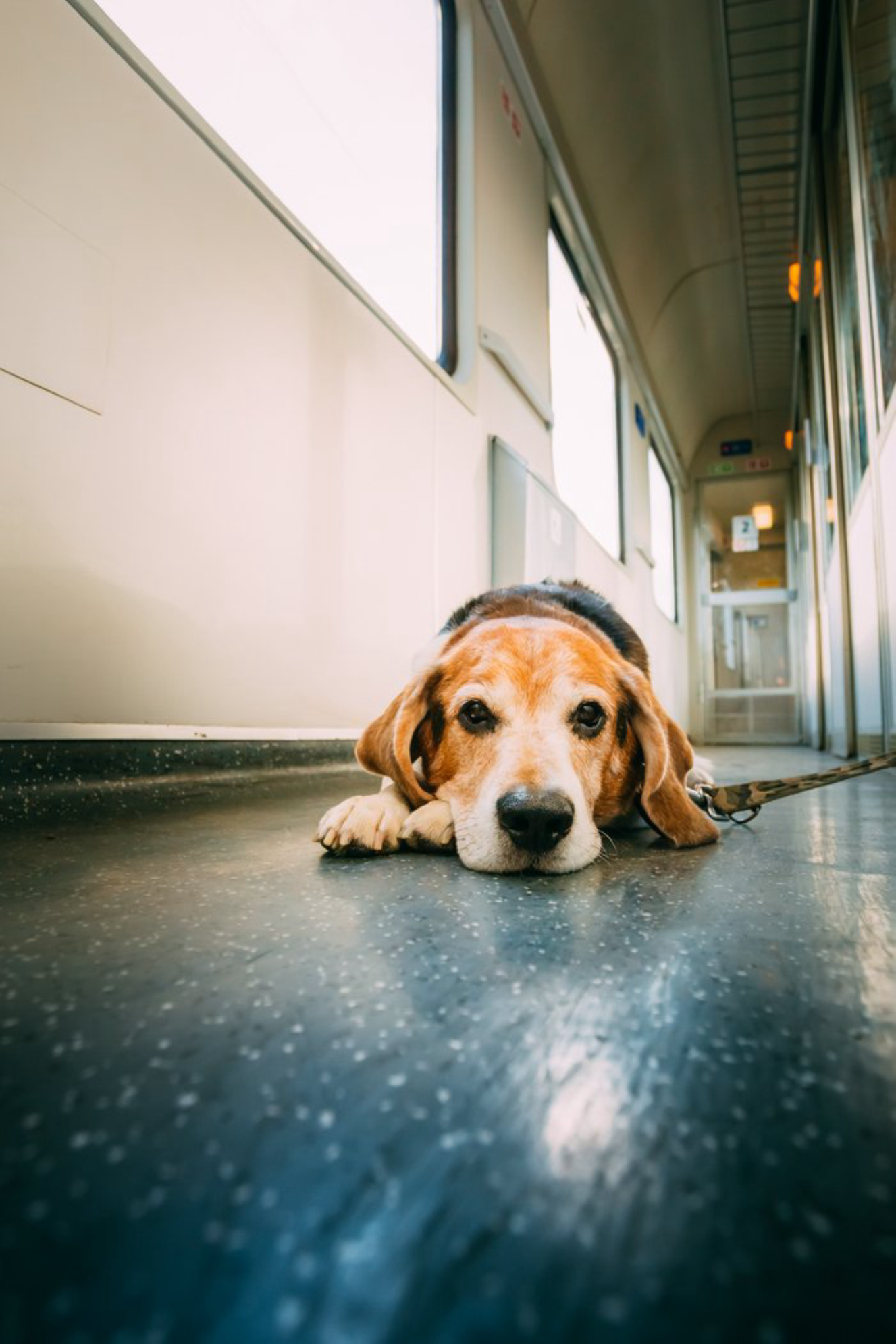 Если путешествуете с питомцем, обязательно изучите правила провоза животных elements.envato.com