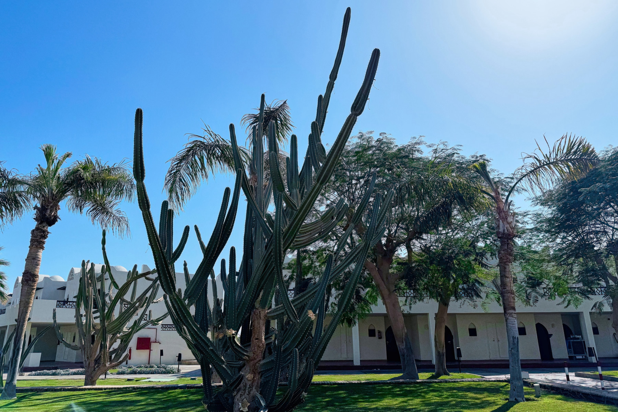 Кактус в курортном городе Шарм-эль-Шейх. Источник: Shutterstock