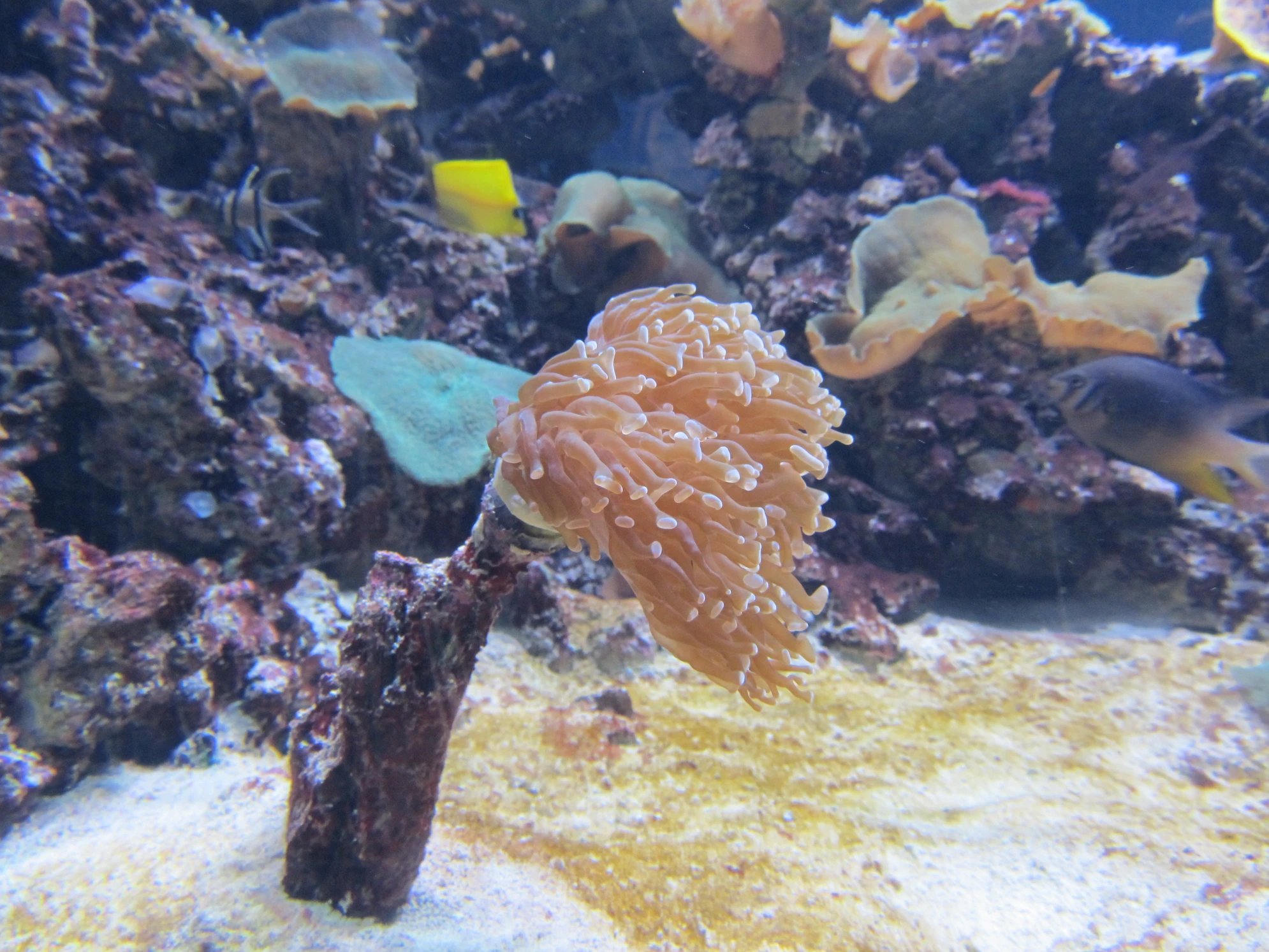 В океанариуме Петербурга регулярно проводятся развлекательные и познавательные мероприятия