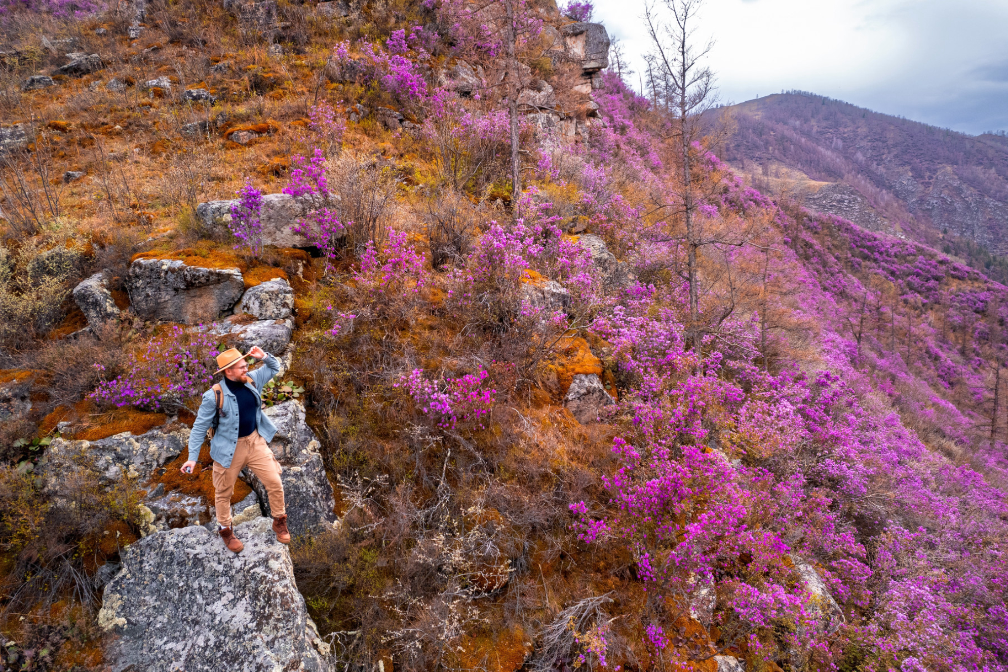 Турист с рюкзаком на фоне потрясающего весеннего пейзажа Алтайских гор в Сибири с цветущим розовым маралником. Источник: Shutterstock