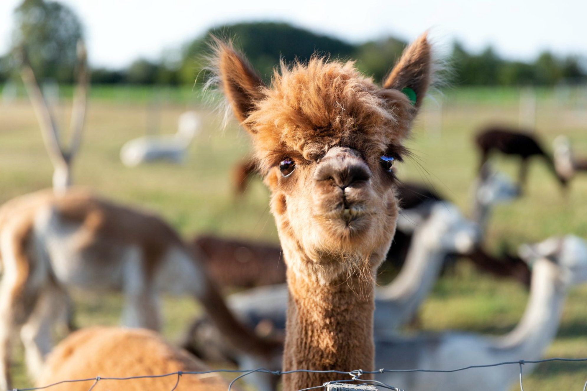 Как можно не любить этих милых животных.