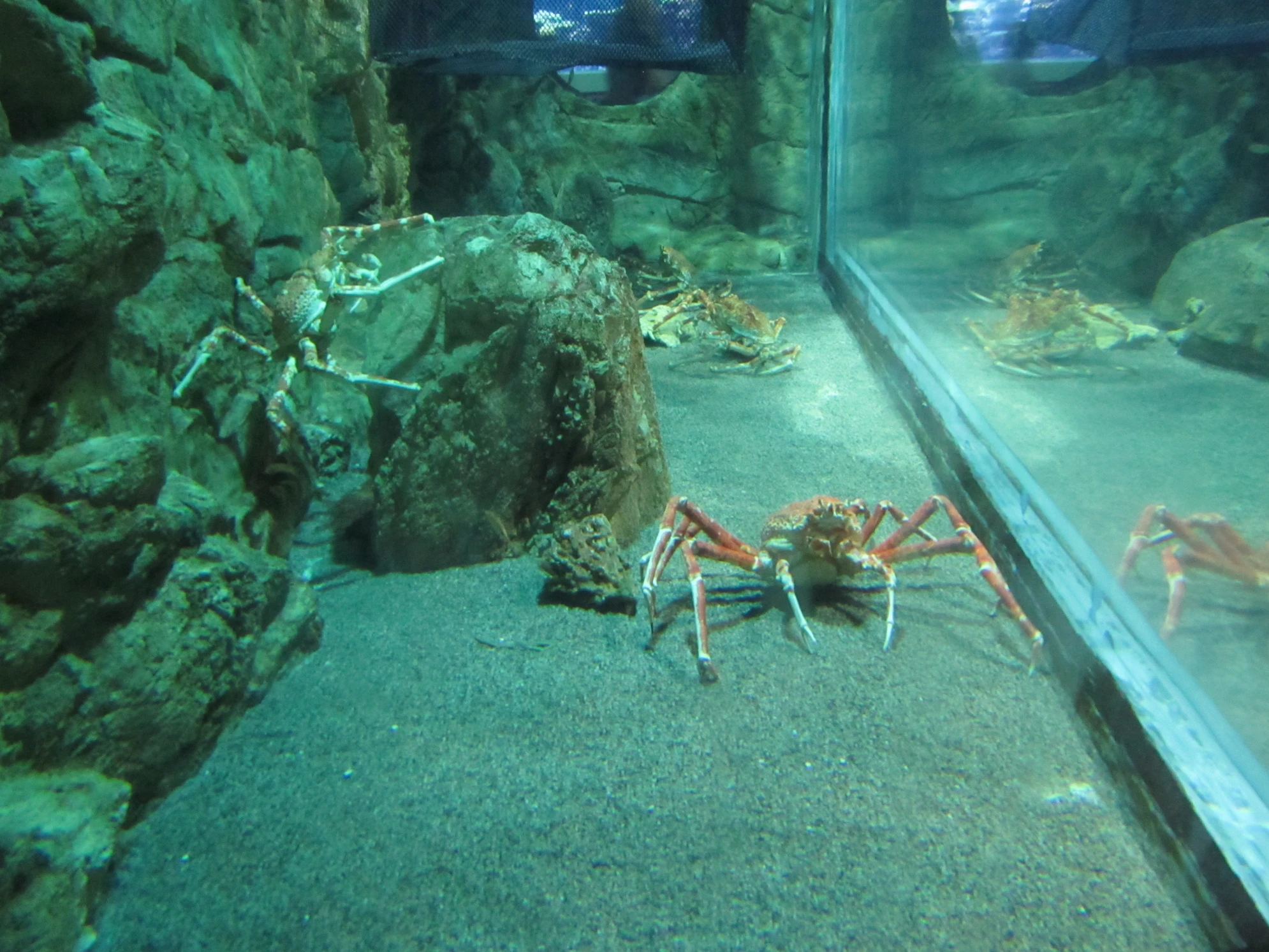 Океанариум - место, где можно погрузиться в подводный мир и понаблюдать за жизнью его обитателей