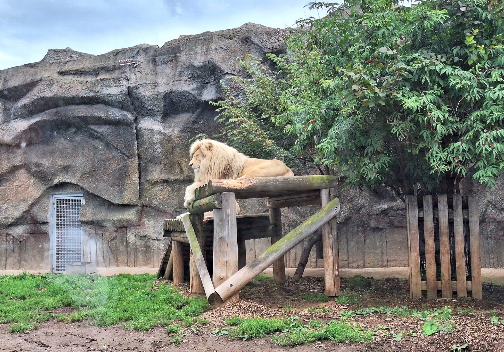 Белый лев. Автор фото: Ирина Дорофеева