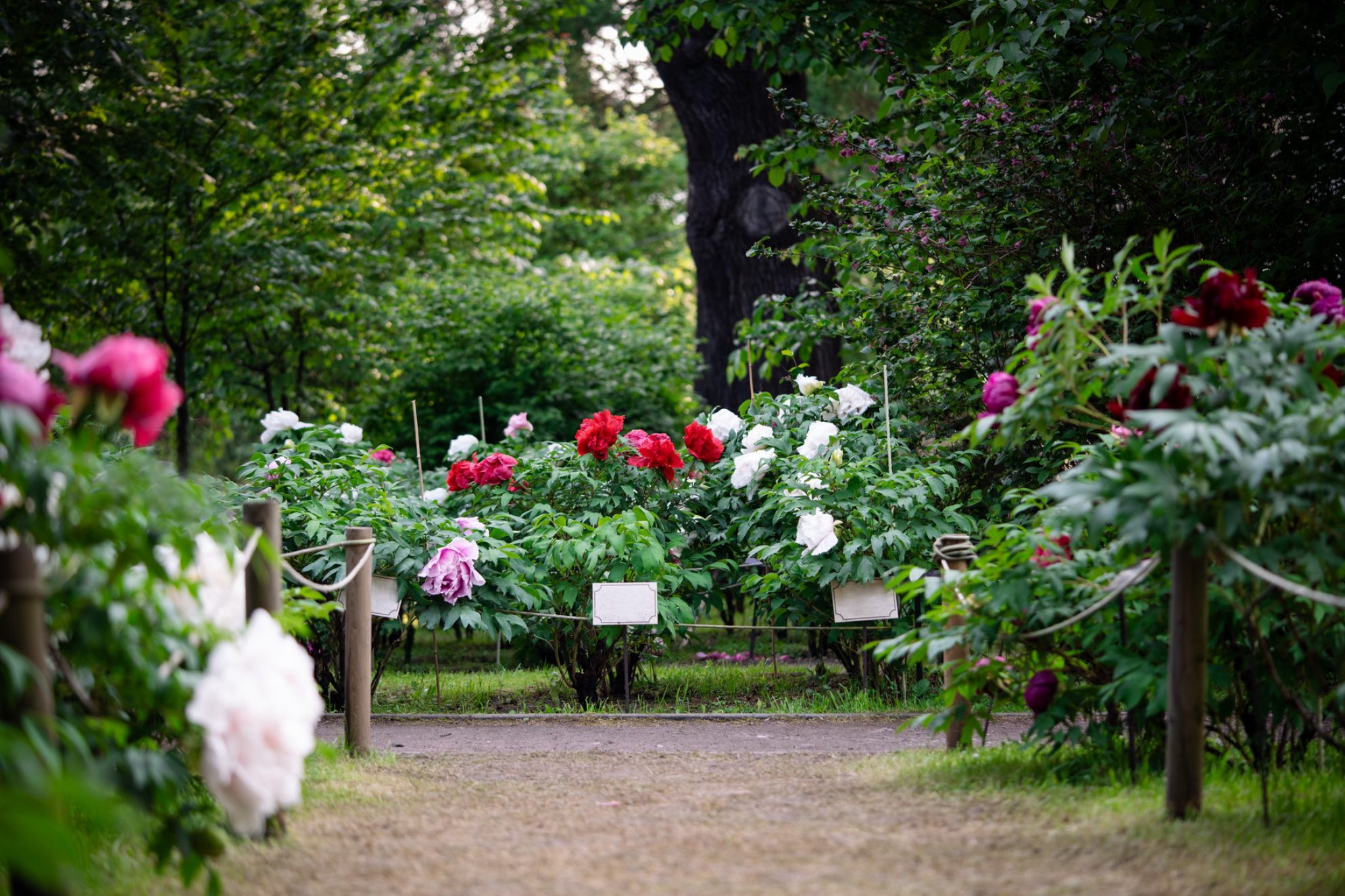 Цветущий кустарник пиона древовидного в Ботаническом саду Санкт-Петербурга, Россия. Источник: Shutterstock