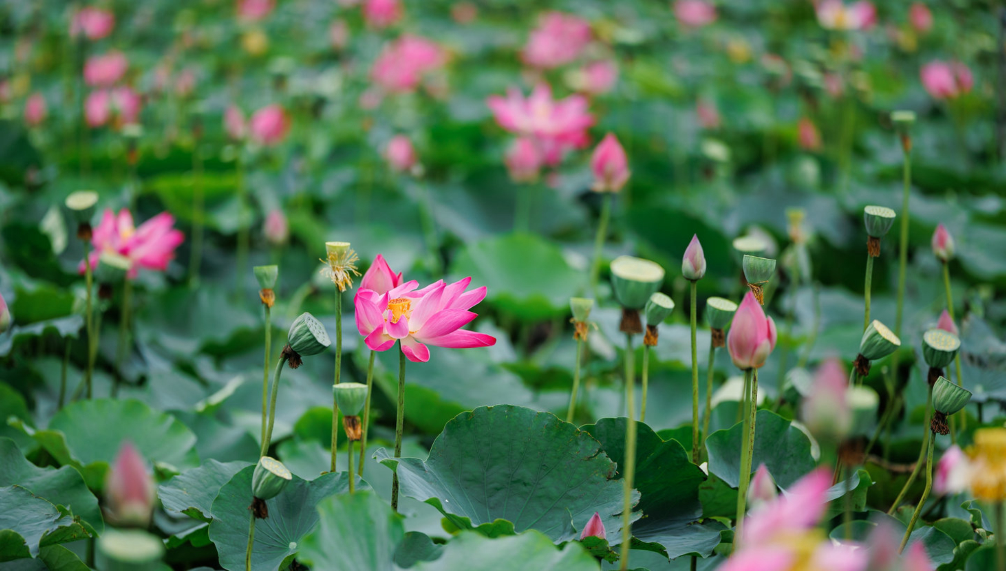 В Астраханском заповедники богатое разнообразие лотосов. shutterstock.com