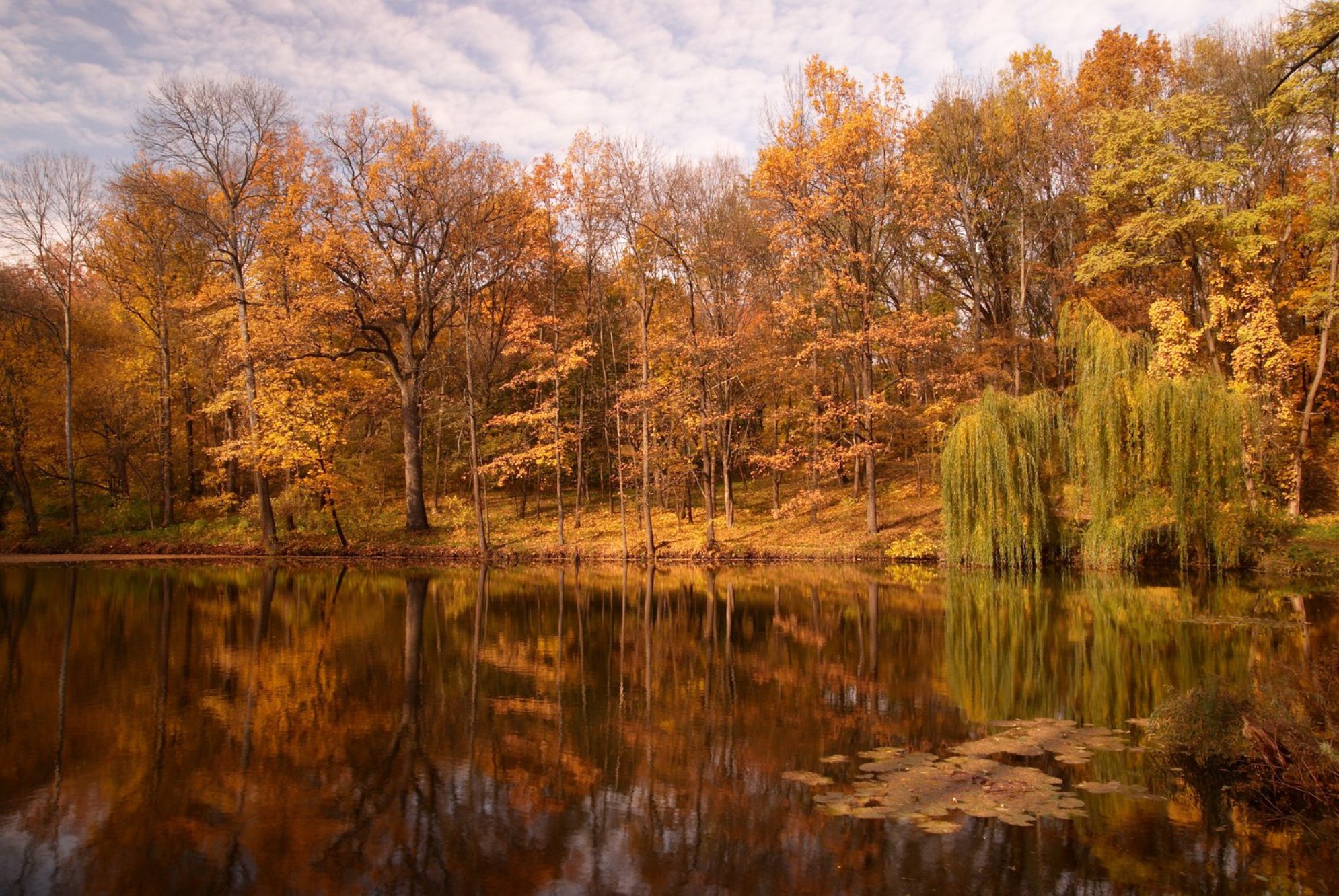 Краски осени elements.envato.com