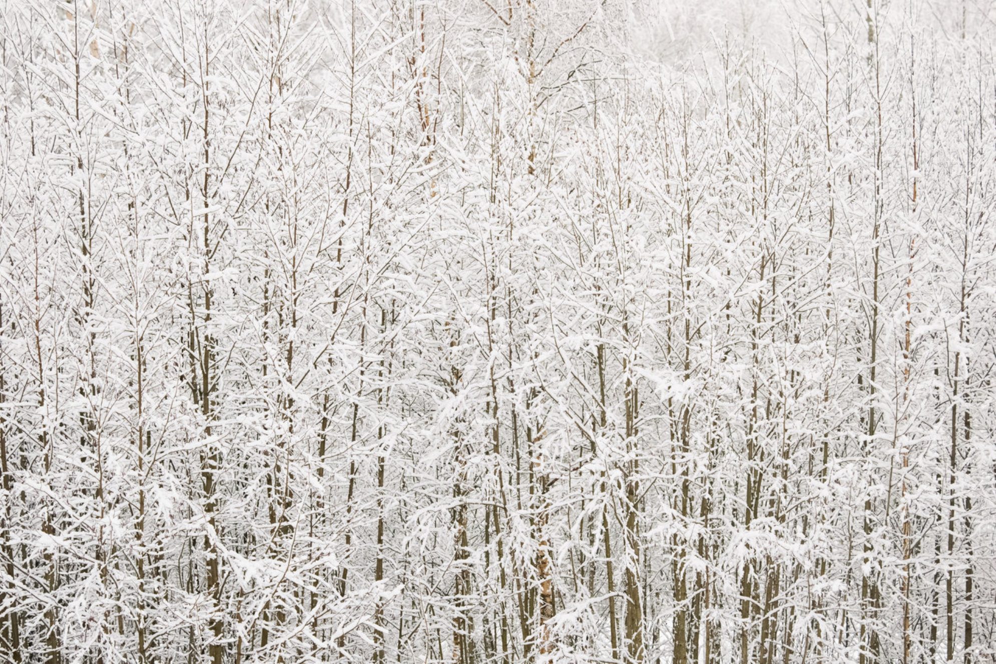 Заснеженные ветви деревьев. Россия. Источник: Shutterstock