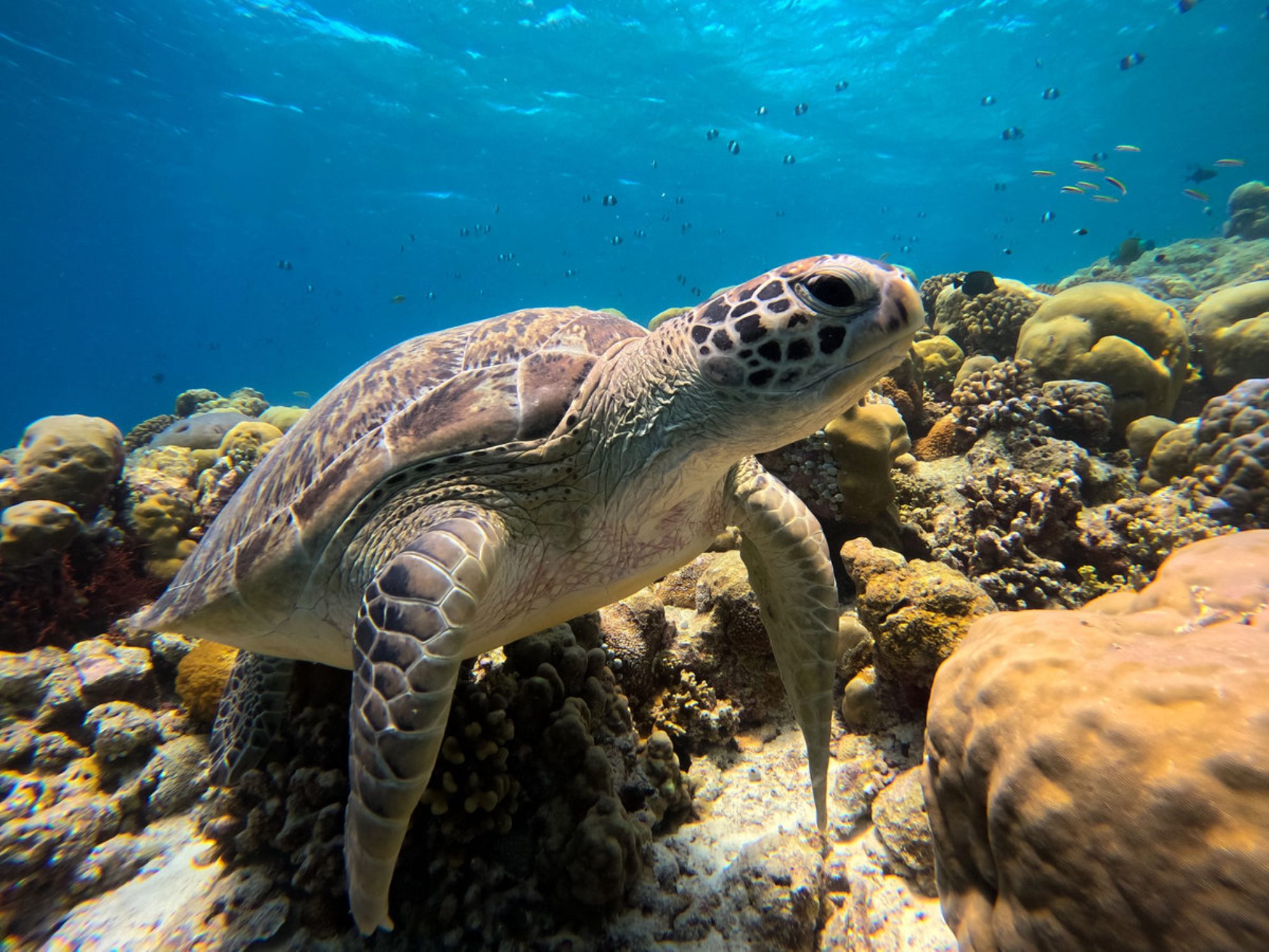 Уникальный подводный мир Мальдив. shutterstock.com