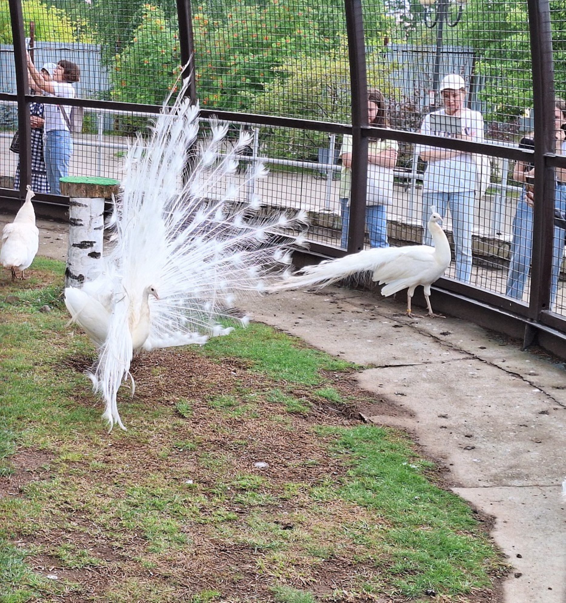 Белый павлин. Автор фото: Ирина Дорофеева