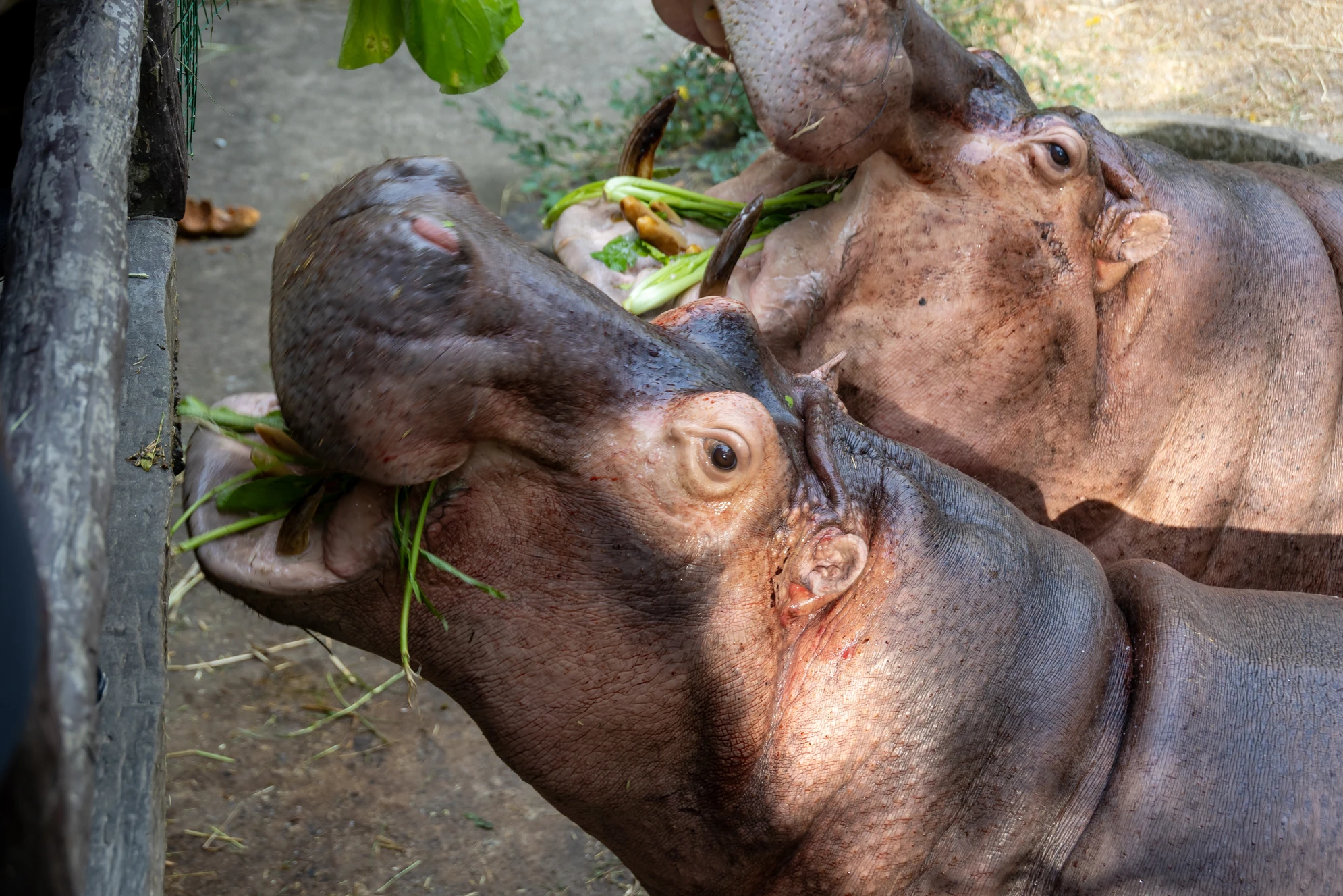 Бегемоты - не просто обитатели Калининградского зоопарка, а его официальный символ. Источник: Shutterstock