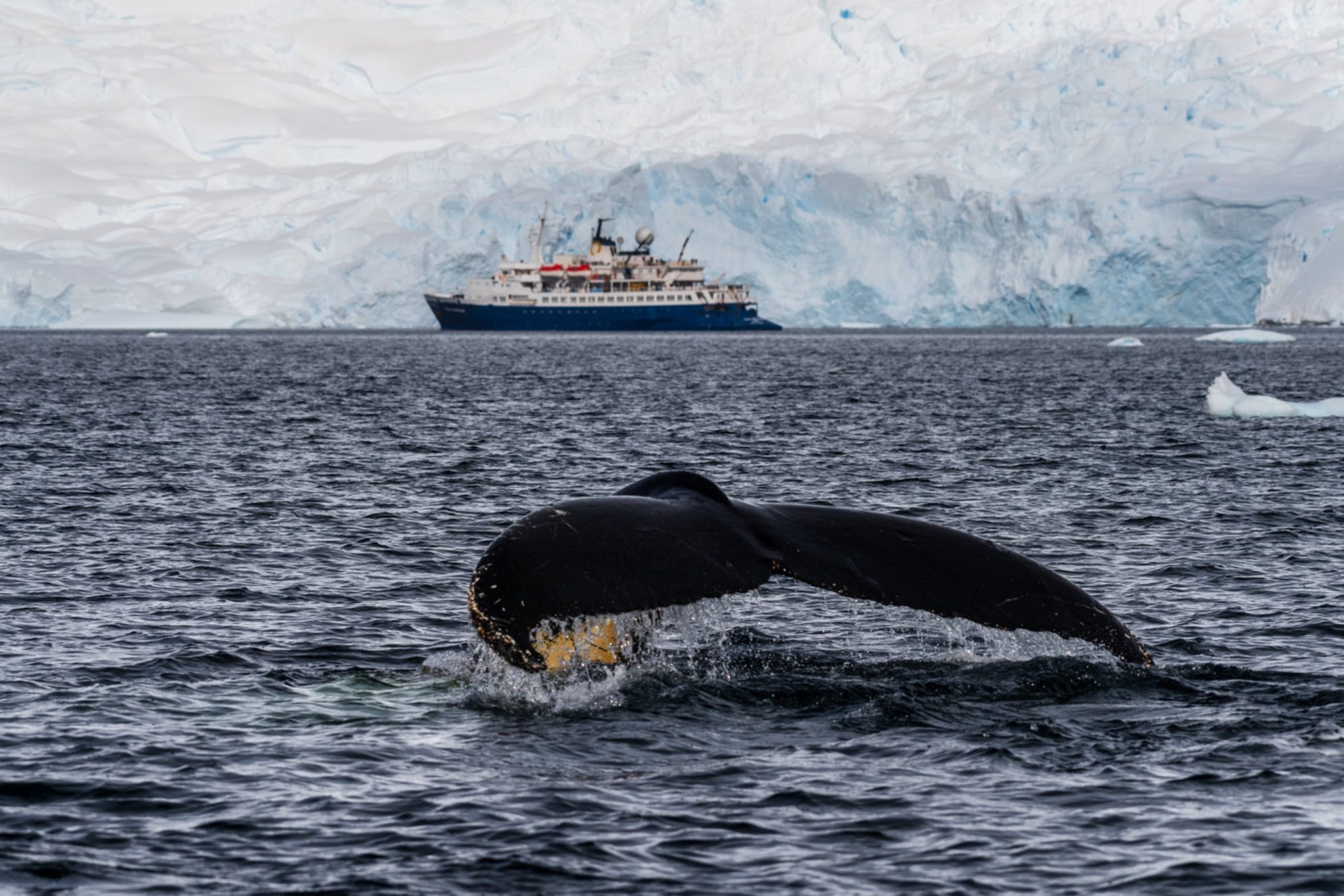 Хвост горбатого кита крупным планом во время погружения. Фото сделано в проходе Грэма, близ залива Шарлотт, Антарктический полуостров. shutterstock.com