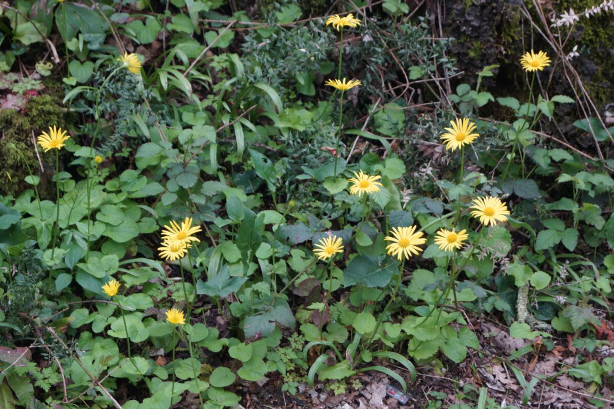 Лесные поляны усеяны желтыми цветами. Источник: Travelto.ru. Автор: Марина Тихомирова