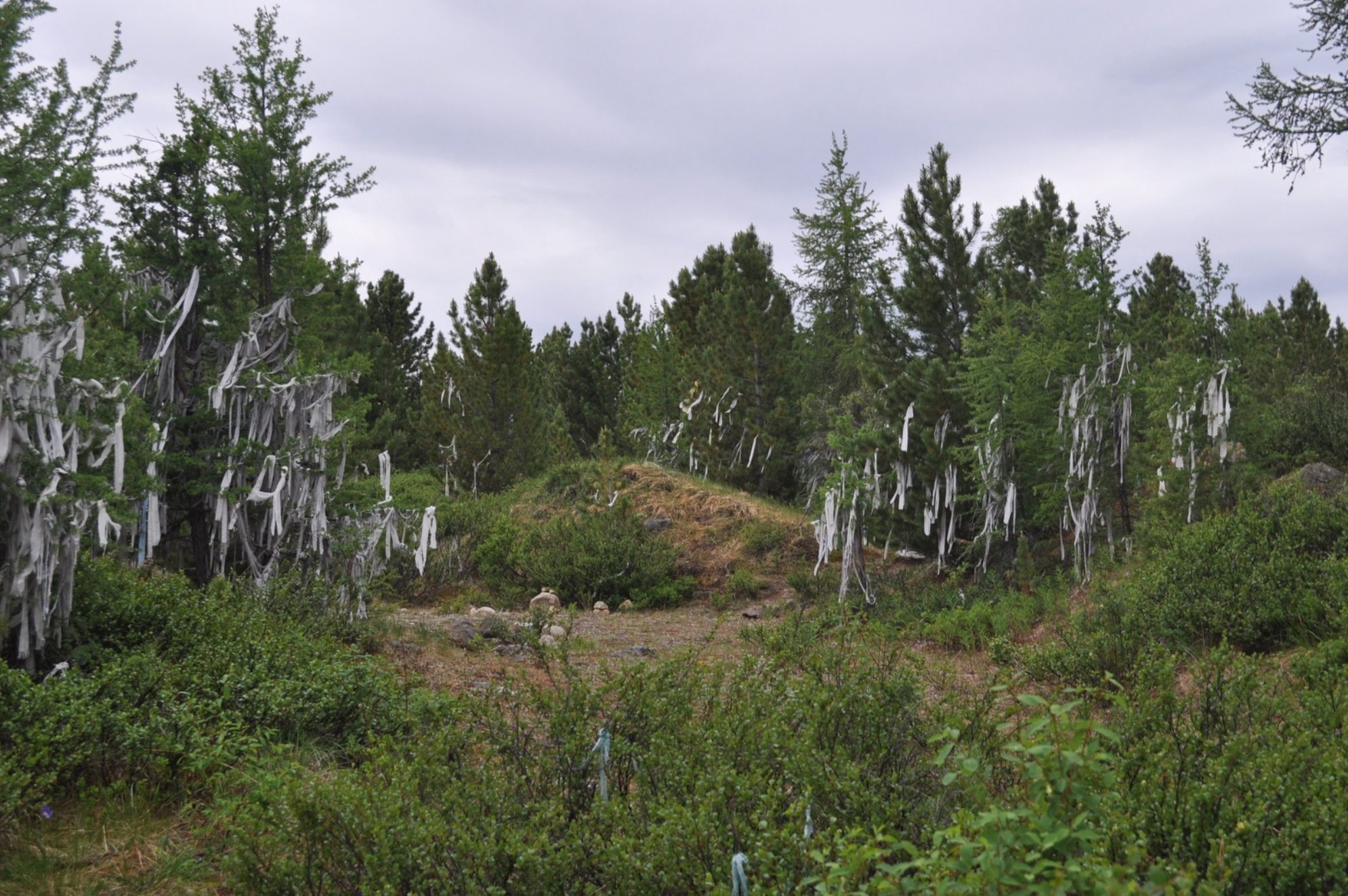 Улаганский перевал. Автор фото: Ирина Жарикова