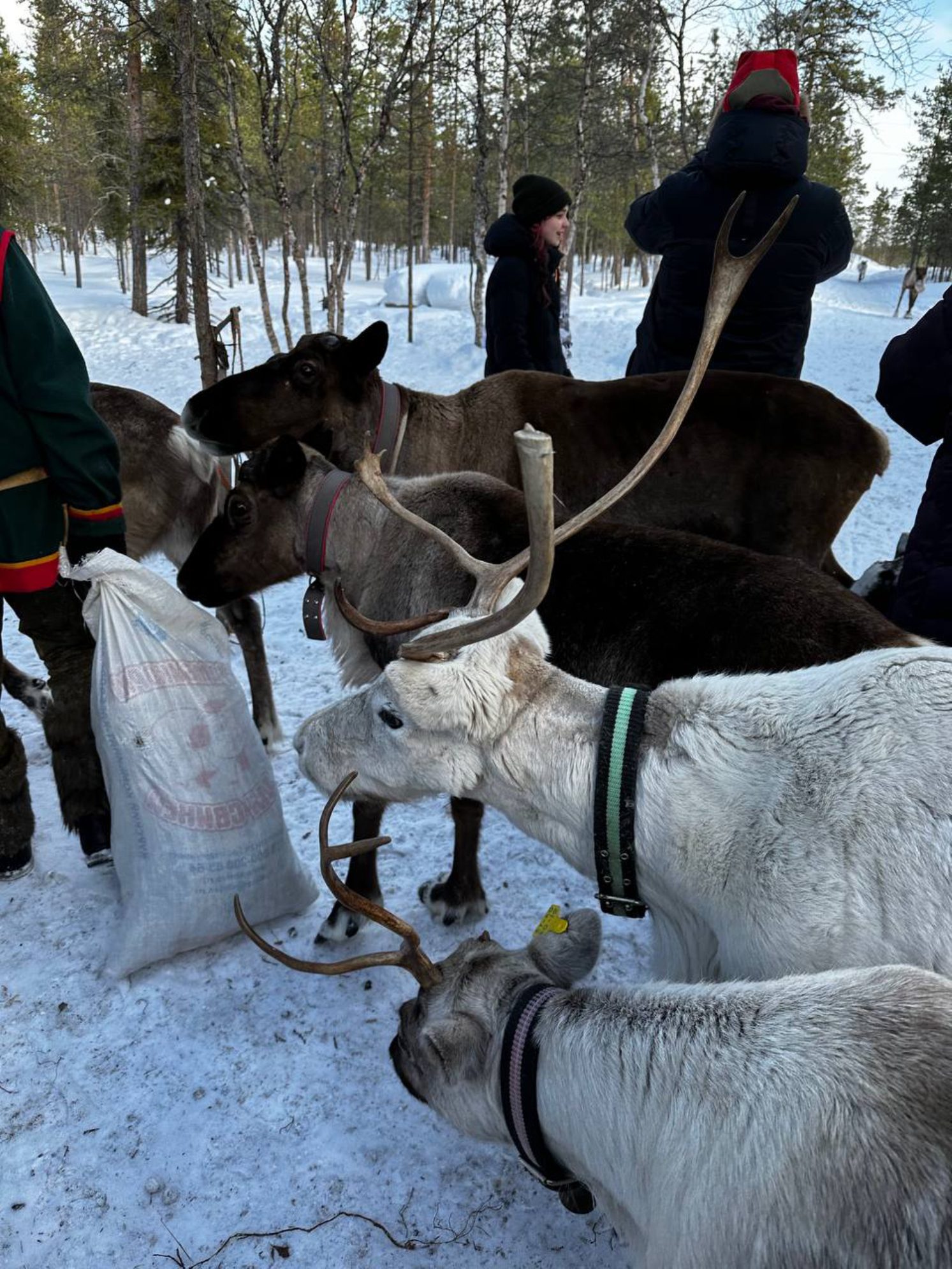 Северные олени. Автор фото: Анастасия Тронькова