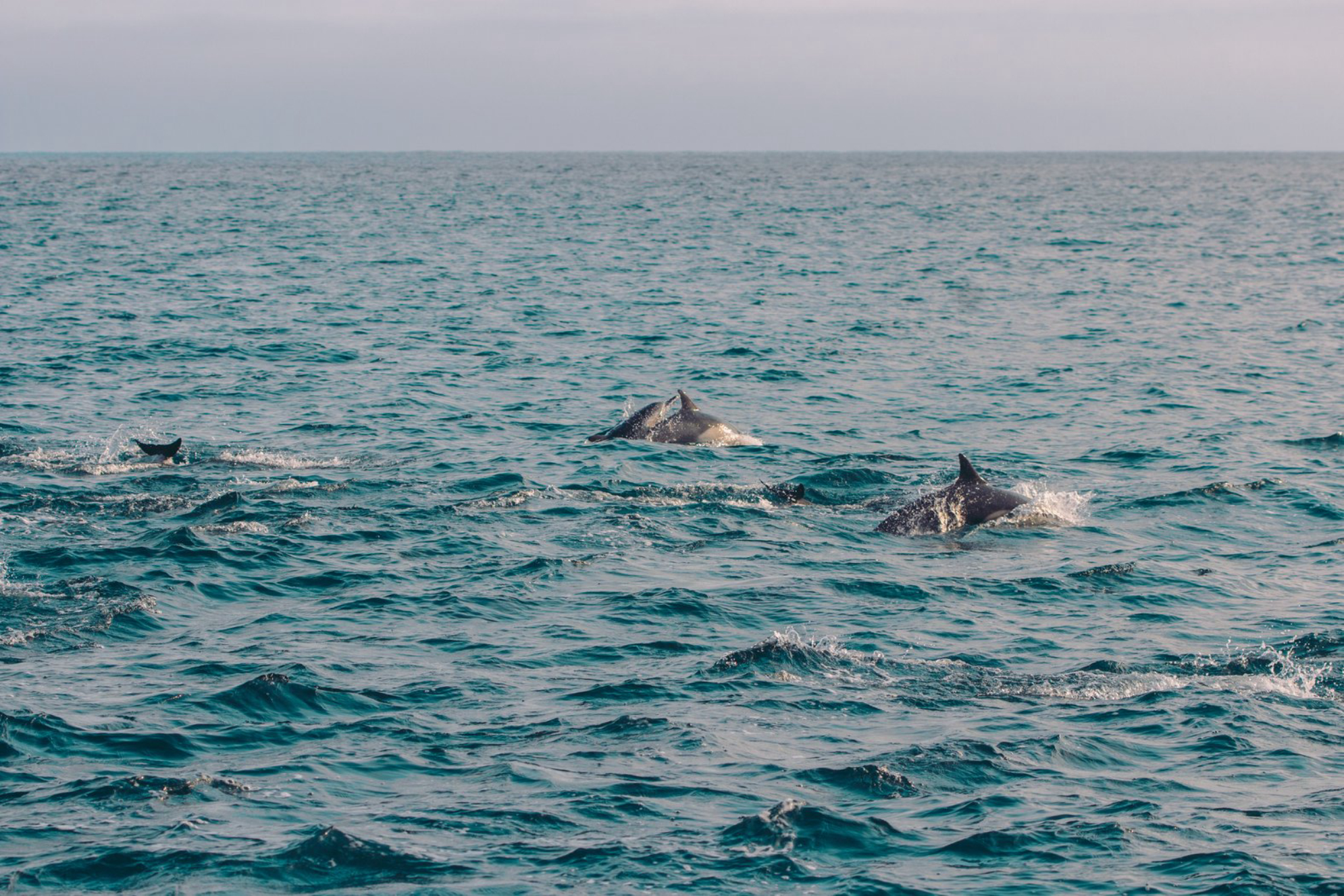 Дельфины очень часто приплывают “пообщаться” к лодкам. Источник фото: elements.envato.com