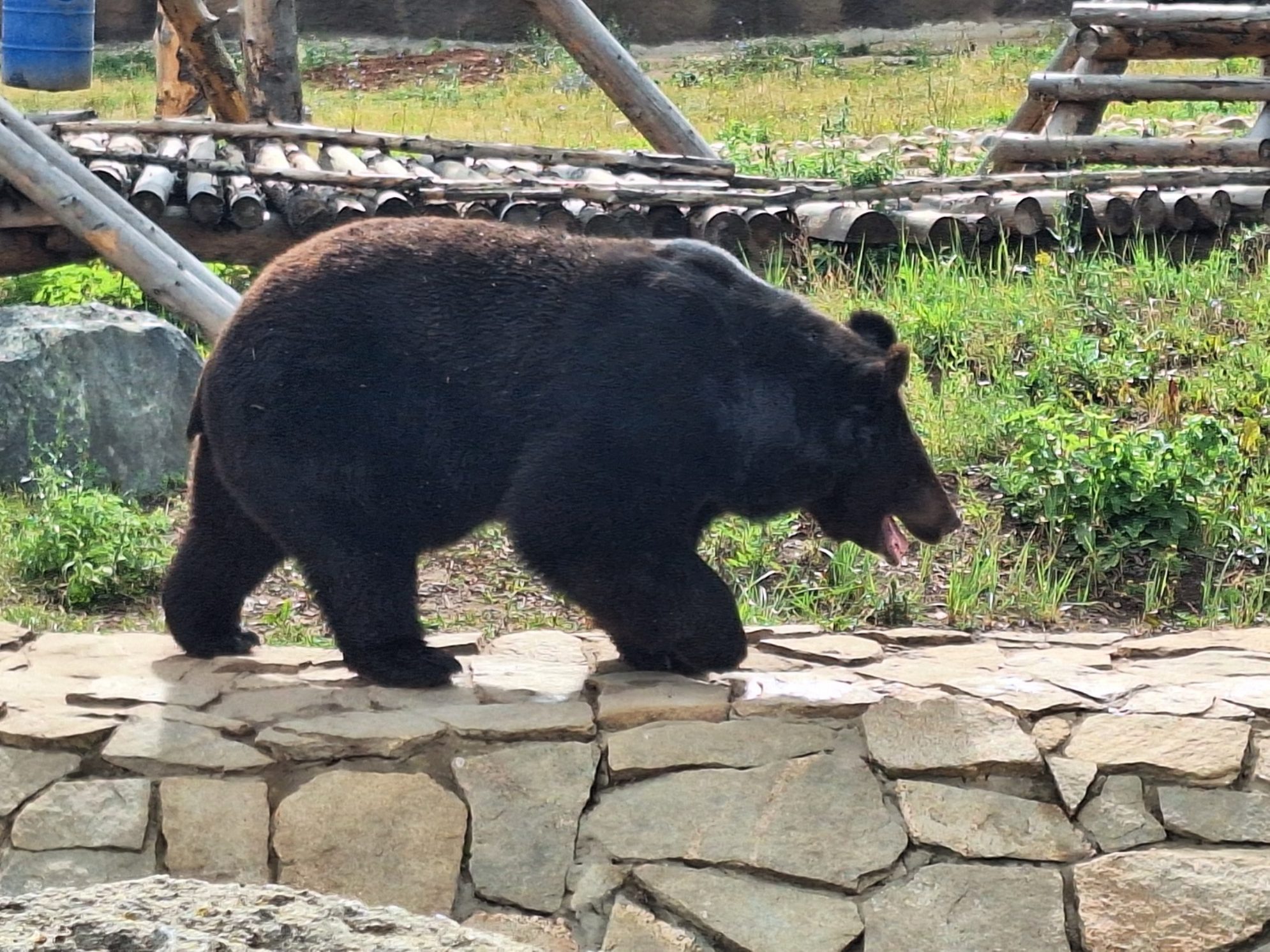 Гималайский мишка. Автор фото: Ирина Дорофеева
