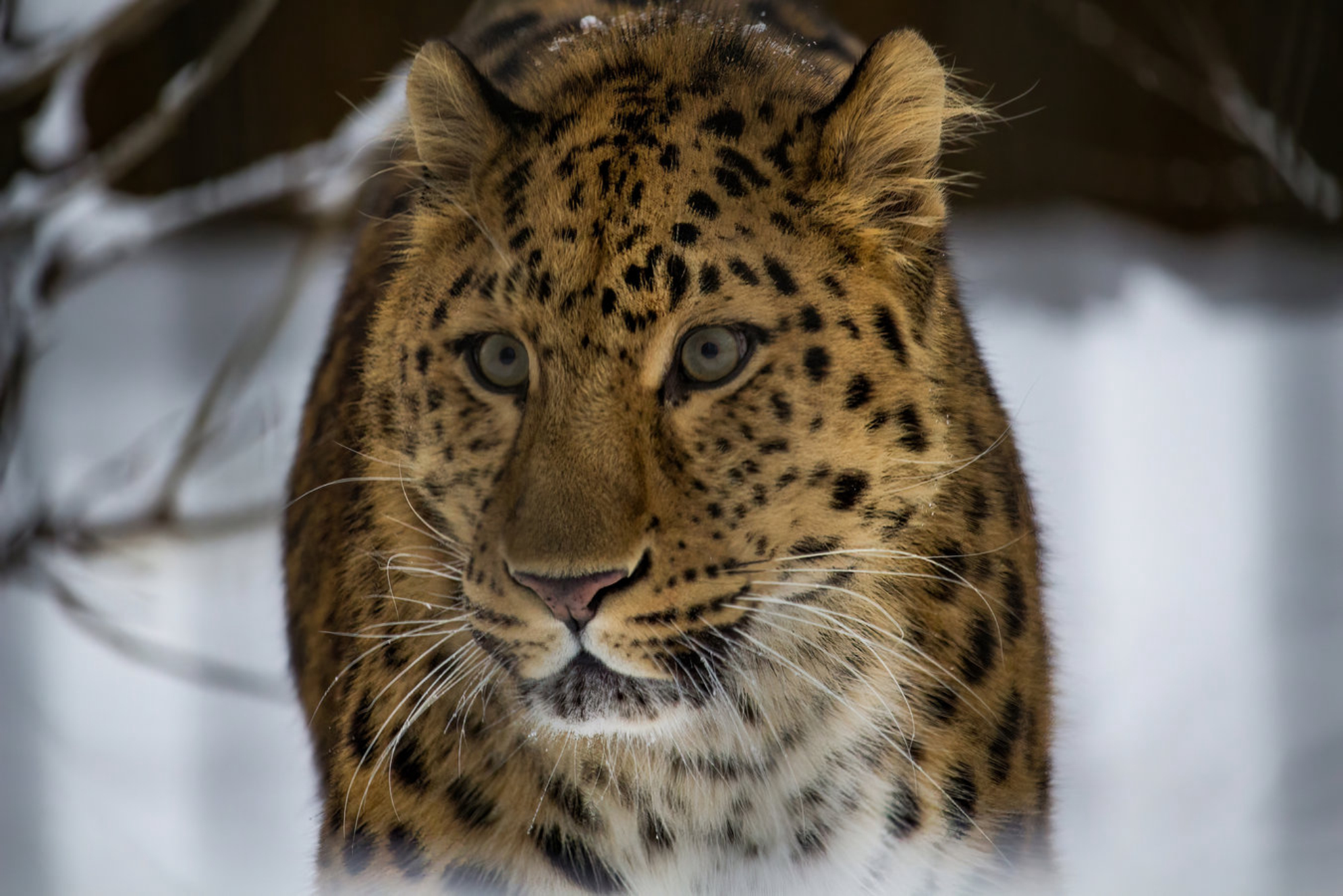 Парк создан для охраны и сохранения популяции дальневосточных леопардов. shutterstock.com