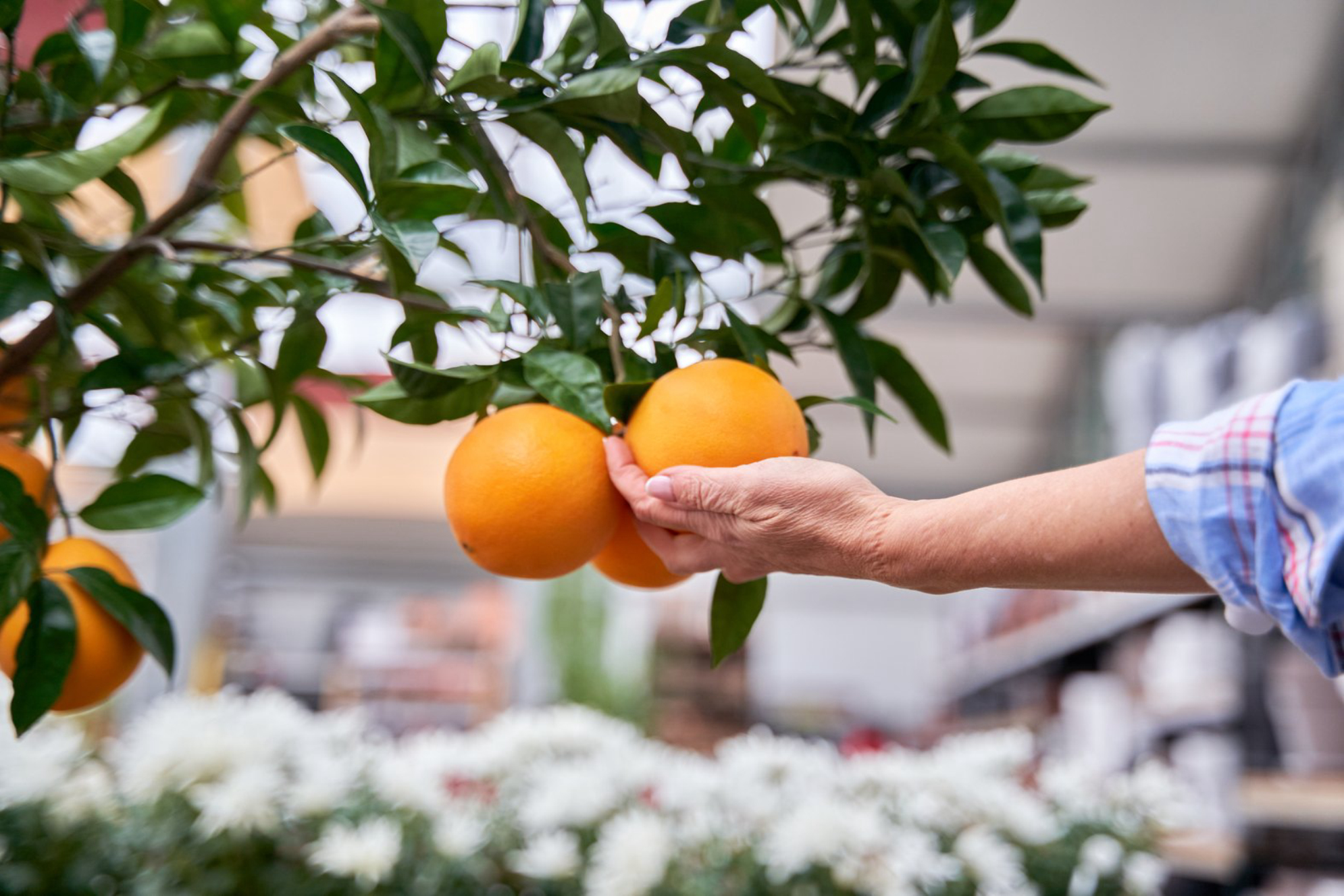 Цитрусовое дерево.