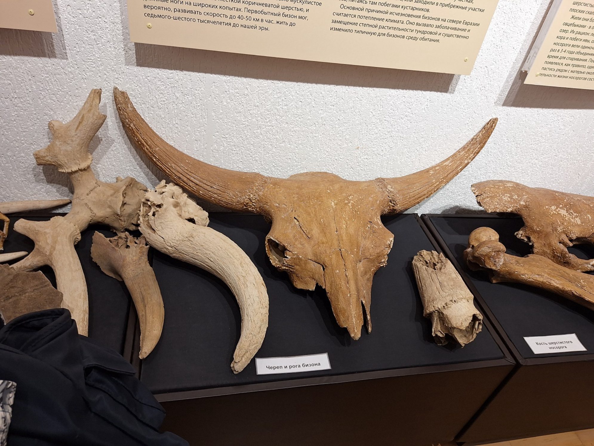 Череп и рога бизона. Автор фото: Ирина Дорофеева