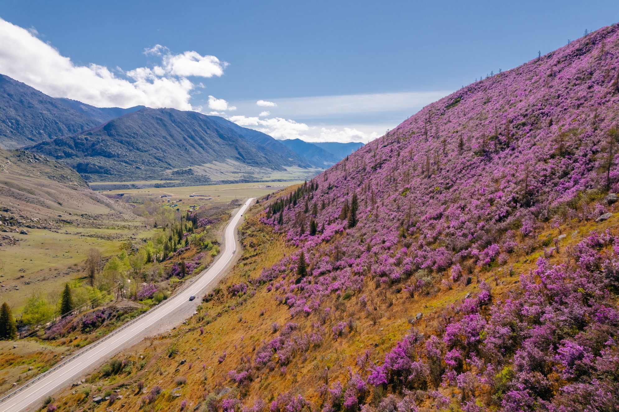 Красивые весенние горы и цветущий розовый маральник, Чуйский тракт, Алтай. Источник: Shutterstock