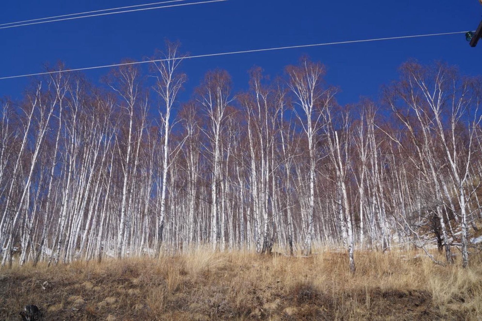Березовые рощи вдоль озера Байкал. Автор фото: Марина Тихомирова