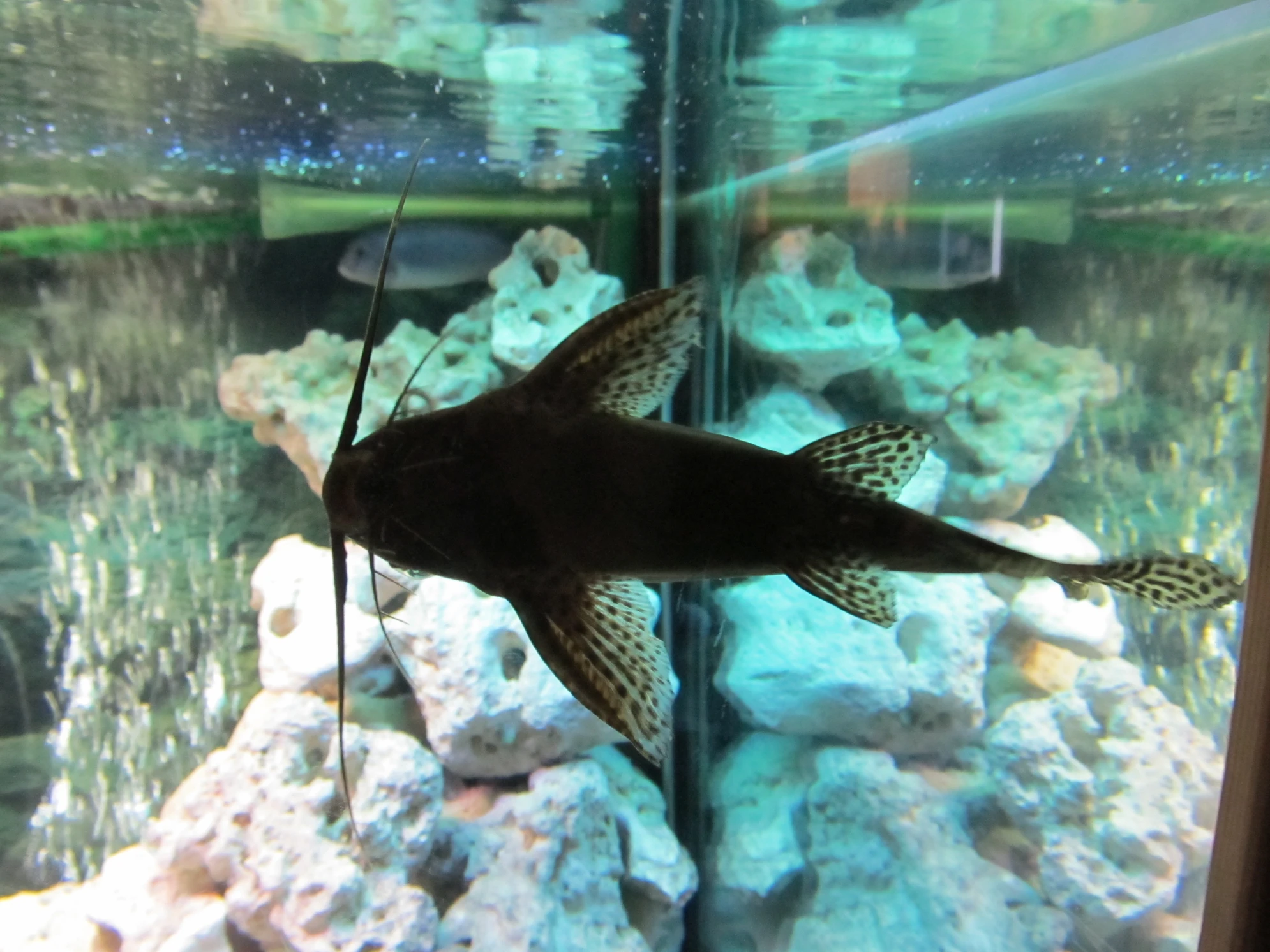 Океанариум в ТРК «Планета Нептун» - единственный океанариум в Санкт-Петербурге