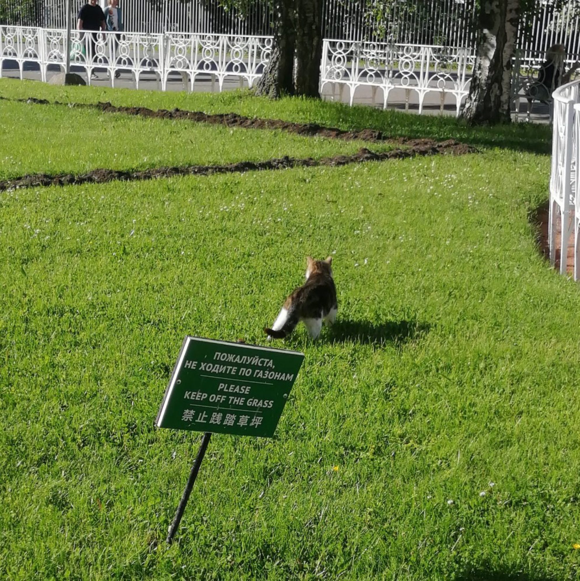 За состоянием парков в Пушкине следят, рекомендую не нарушать правил=). Автор фото: Т.Леднева