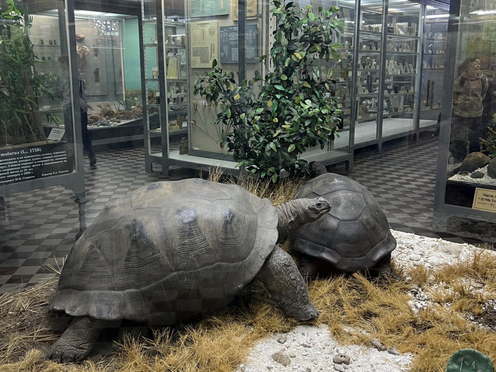 Гигантские сейшельские черепахи. Автор фото: Маргарита Рейзес