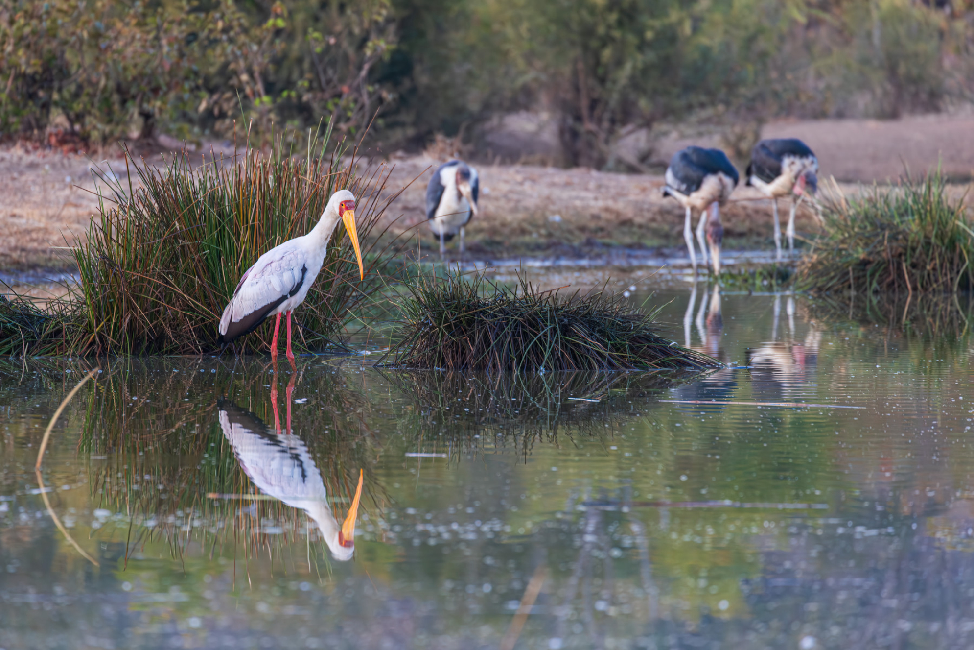 Желтоклювый аист, отраженный в водопаде - водопад Виктория, Зимбабве. Источник: Shutterstock