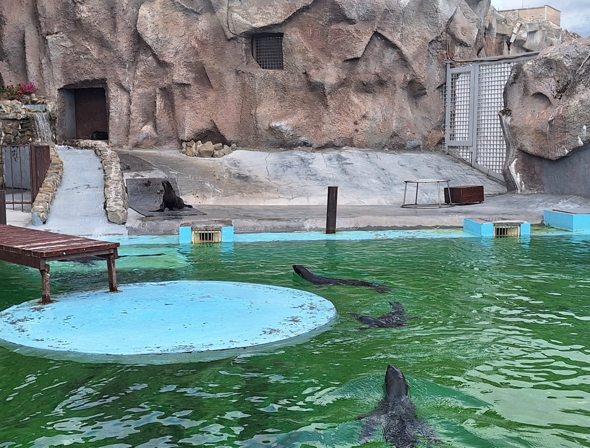 Бассейн с тюленями и морскими котиками. Автор фото: Ирина Дорофеева