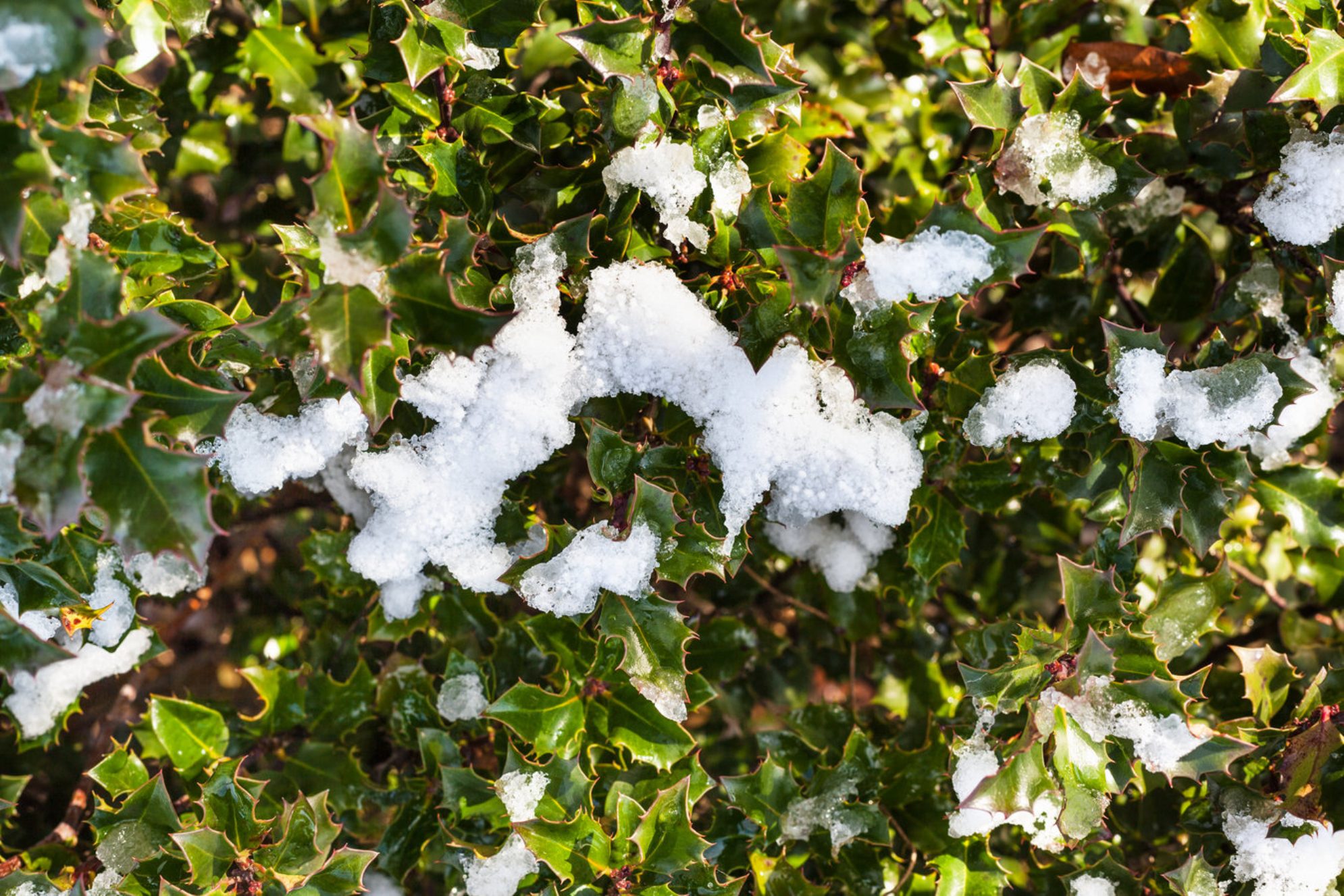 Снег на зеленых кустах. Краснодар, Россия. Shutterstock