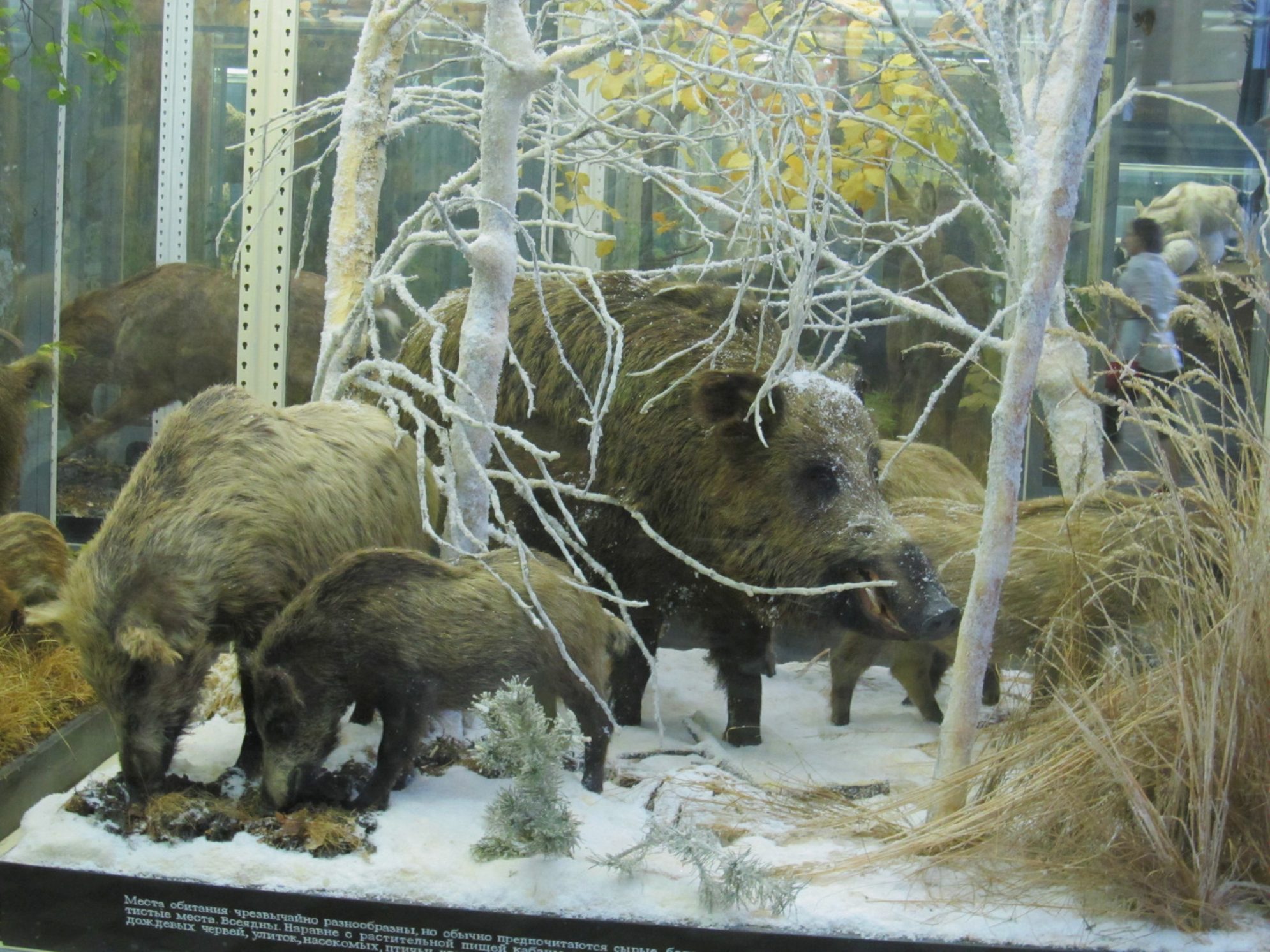 Некоторые экспозиции выполнены настолько реалистично, что кажется, что находишься совсем рядом с живой дикой природой