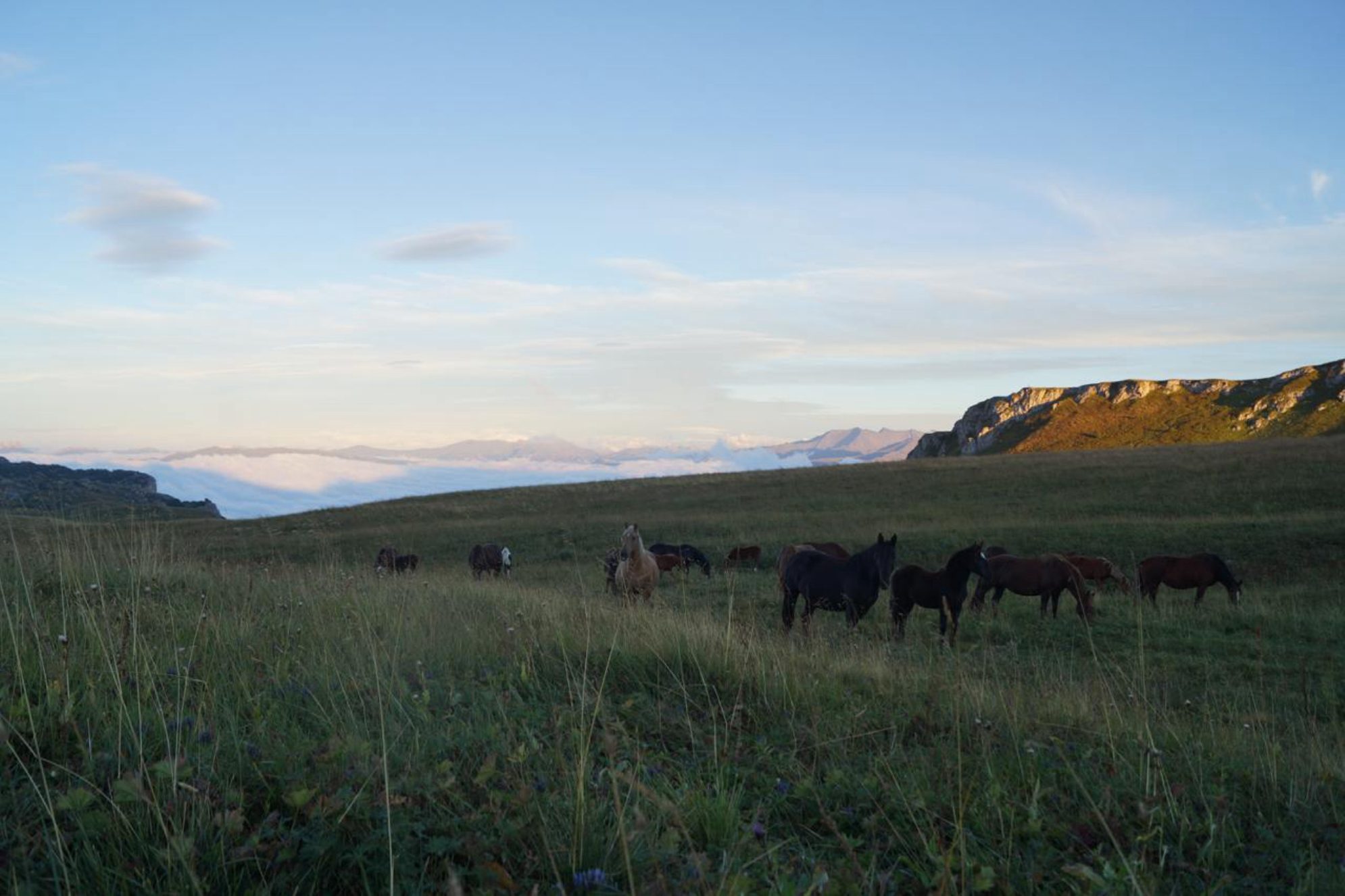 Во время прогулки в окрестностях можно встретить лошадей. Автор фото: Марина Тихомирова