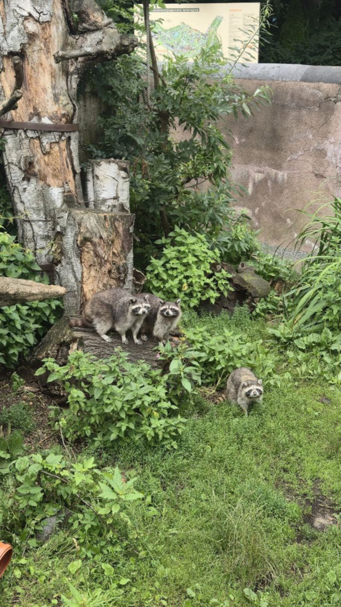 При входе в зоопарк нас встречают еноты. Автор фото: Александр Мокин