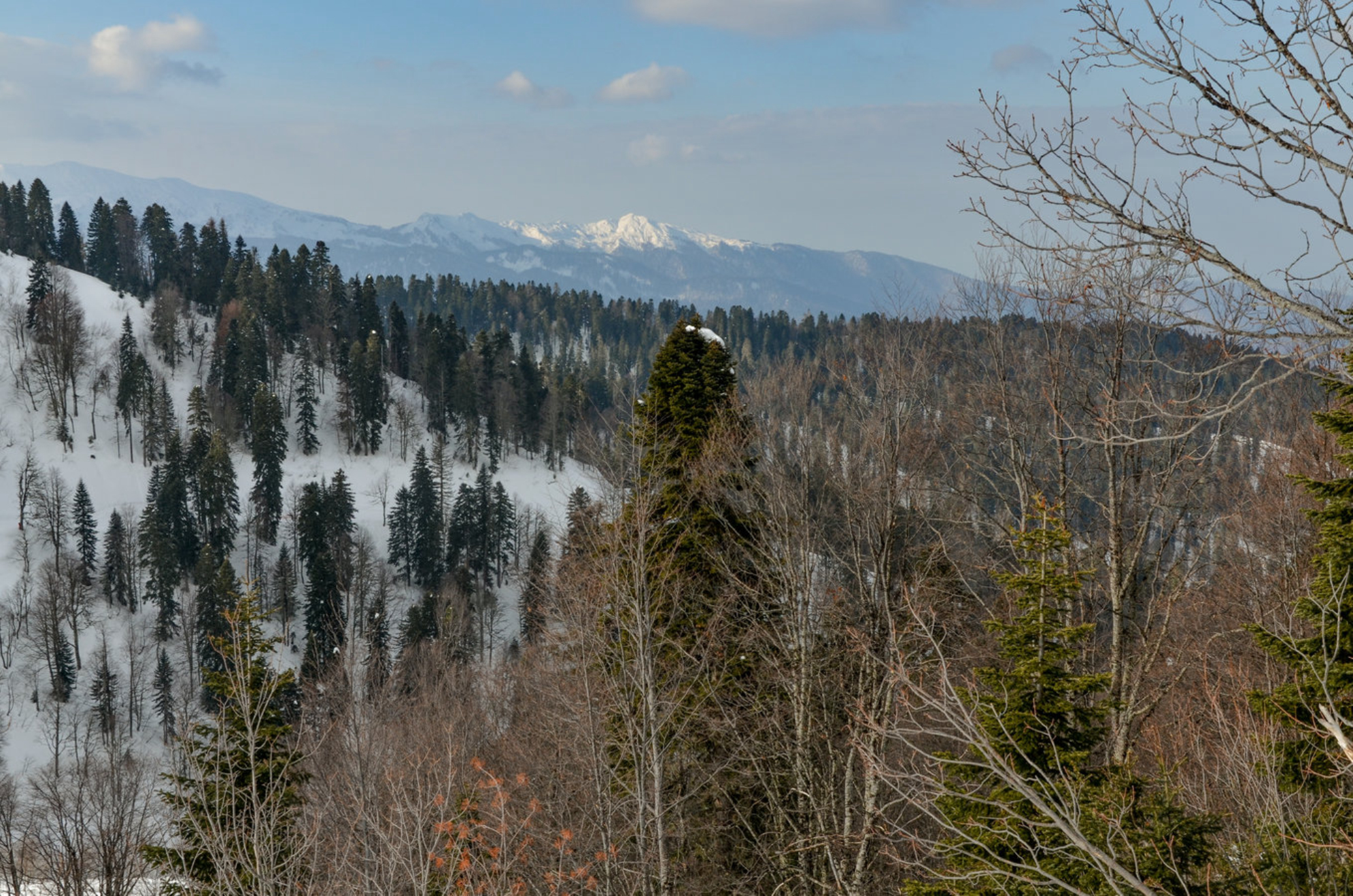 Пихтовые леса на южных склонах хребта Айбга в Сочинском национальном парке. Источник: Shutterstock