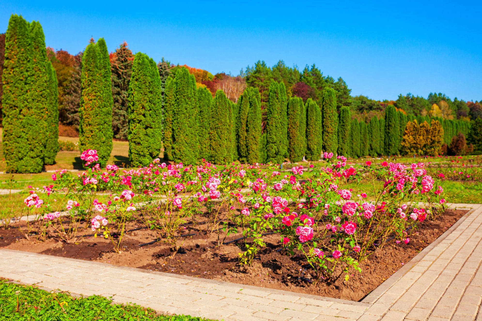 Долина роз. Источник фото: shutterstock.com