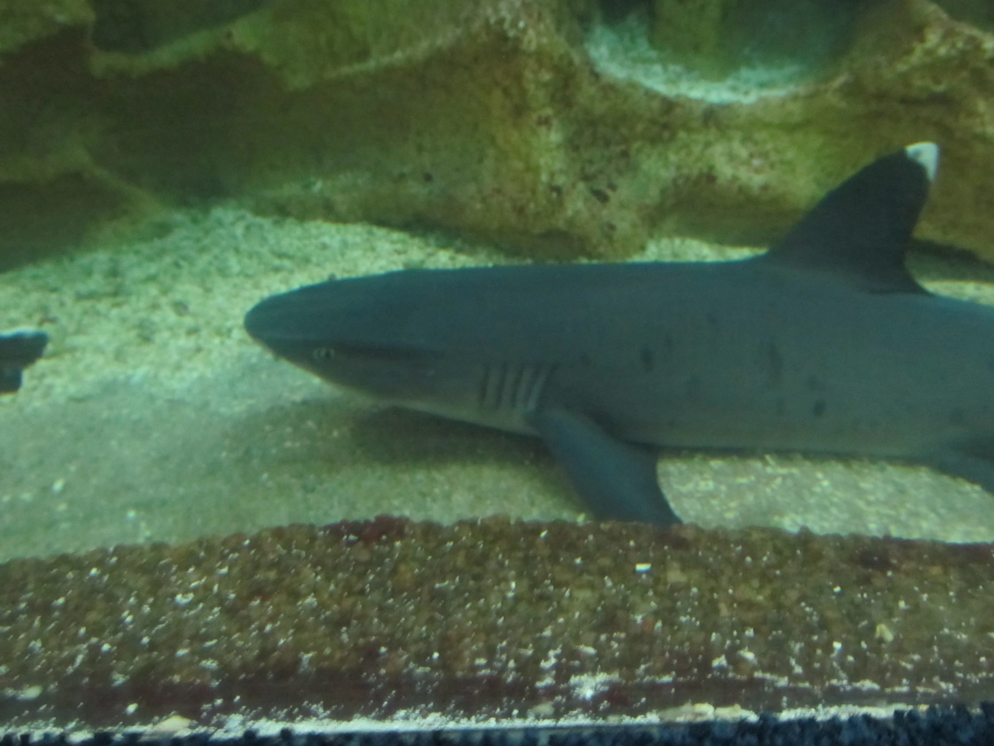 Ежедневно в 19:00 в океанариуме проводится показательное кормление акул