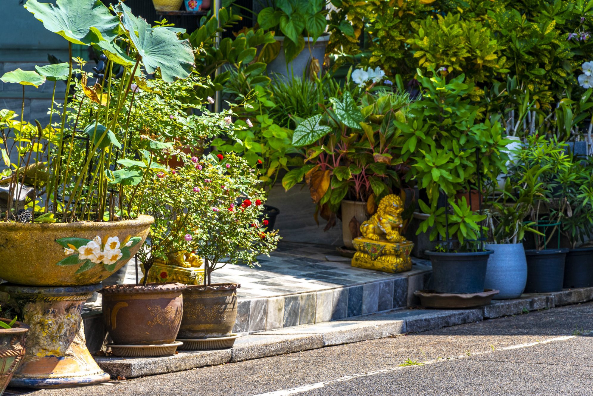 Красивые тропические садовые растения в районе Патонг Бич Кату провинции острова Пхукет, Таиланд. Источник: Shutterstock