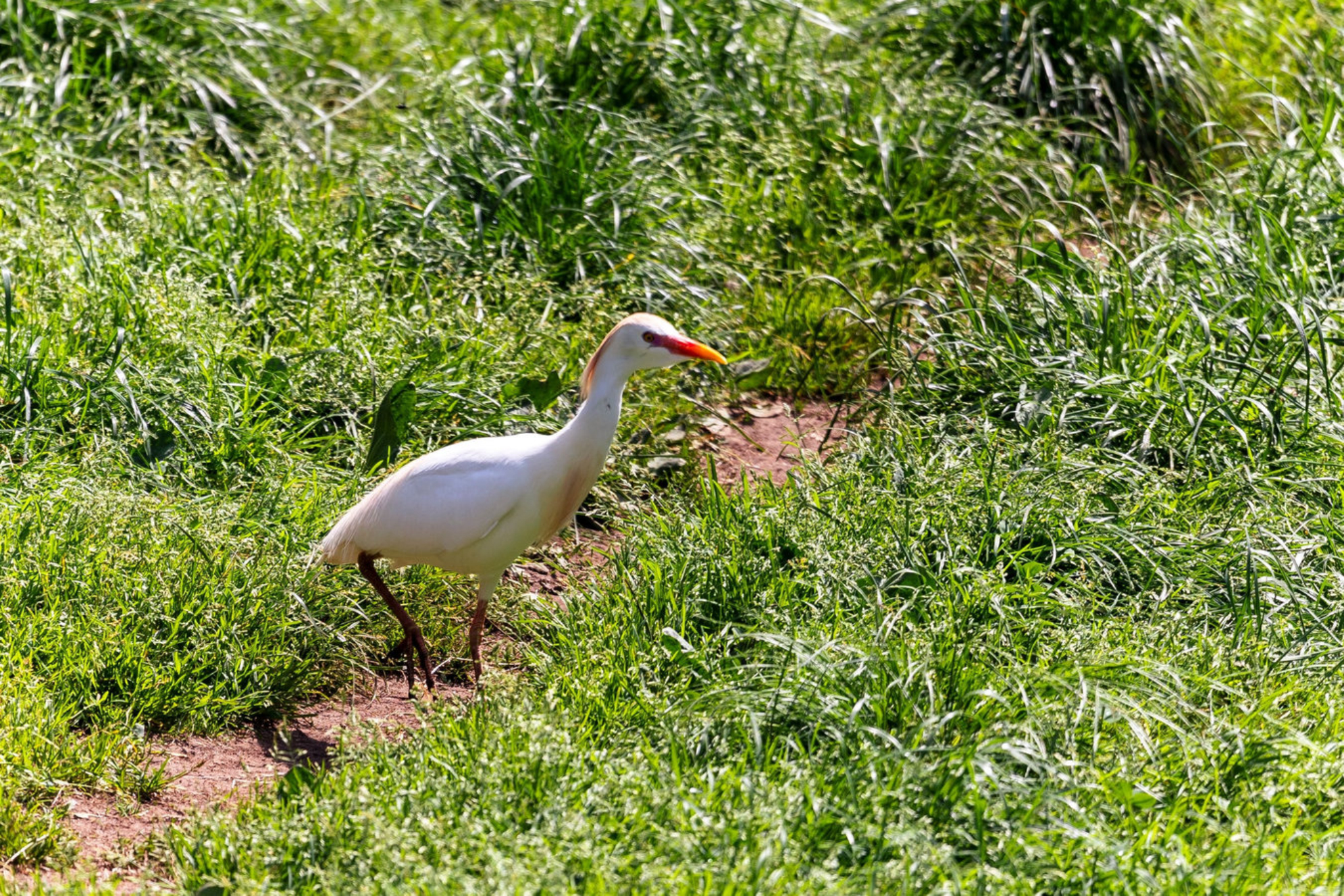 На территории заповедника обитает египетская цапля. shutterstock.com