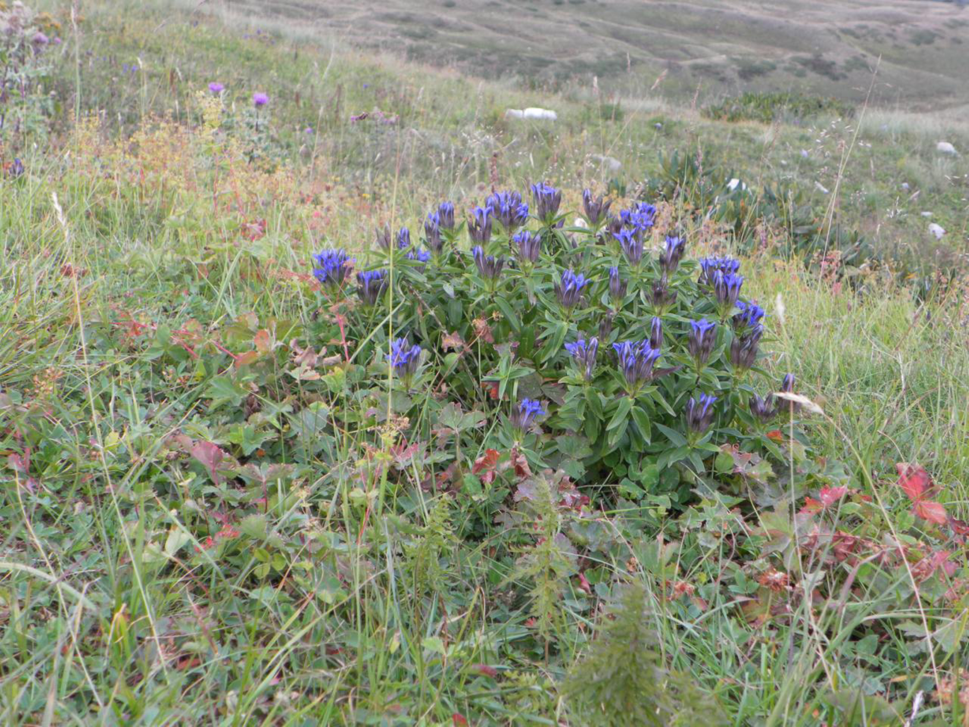 Сон-трава или прострел. Автор фото: Марина Тихомирова