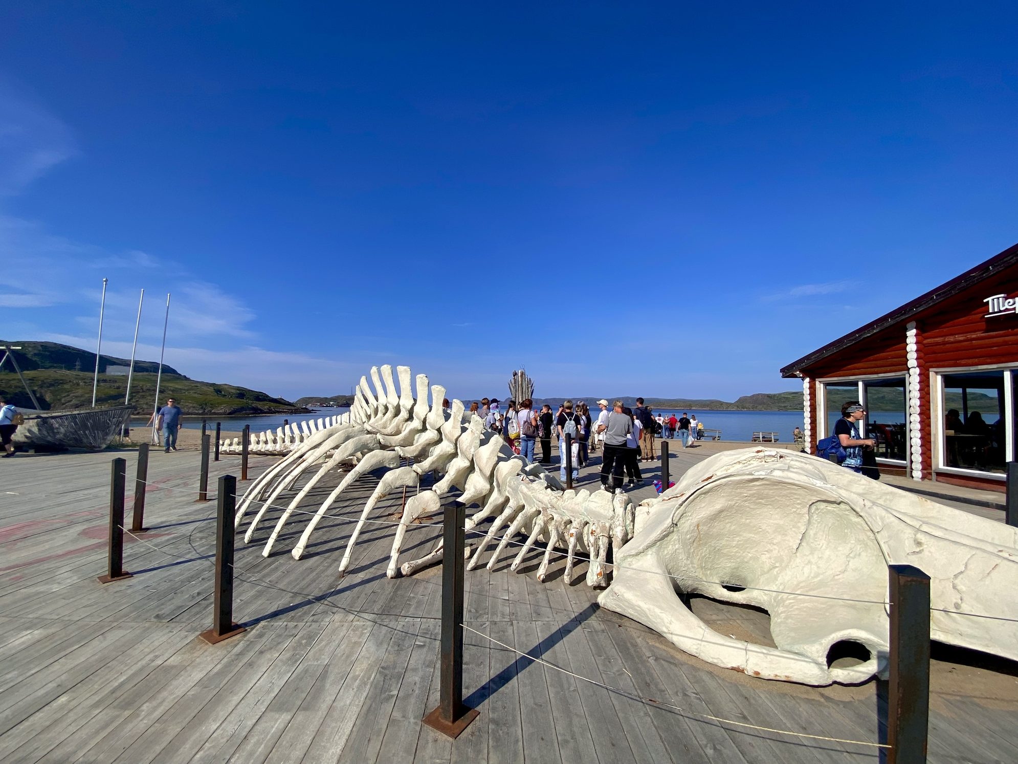 Скелет кита в Териберке.Источник фото: drive.google.comАвтор фото: Лада Егорова, из личного архива