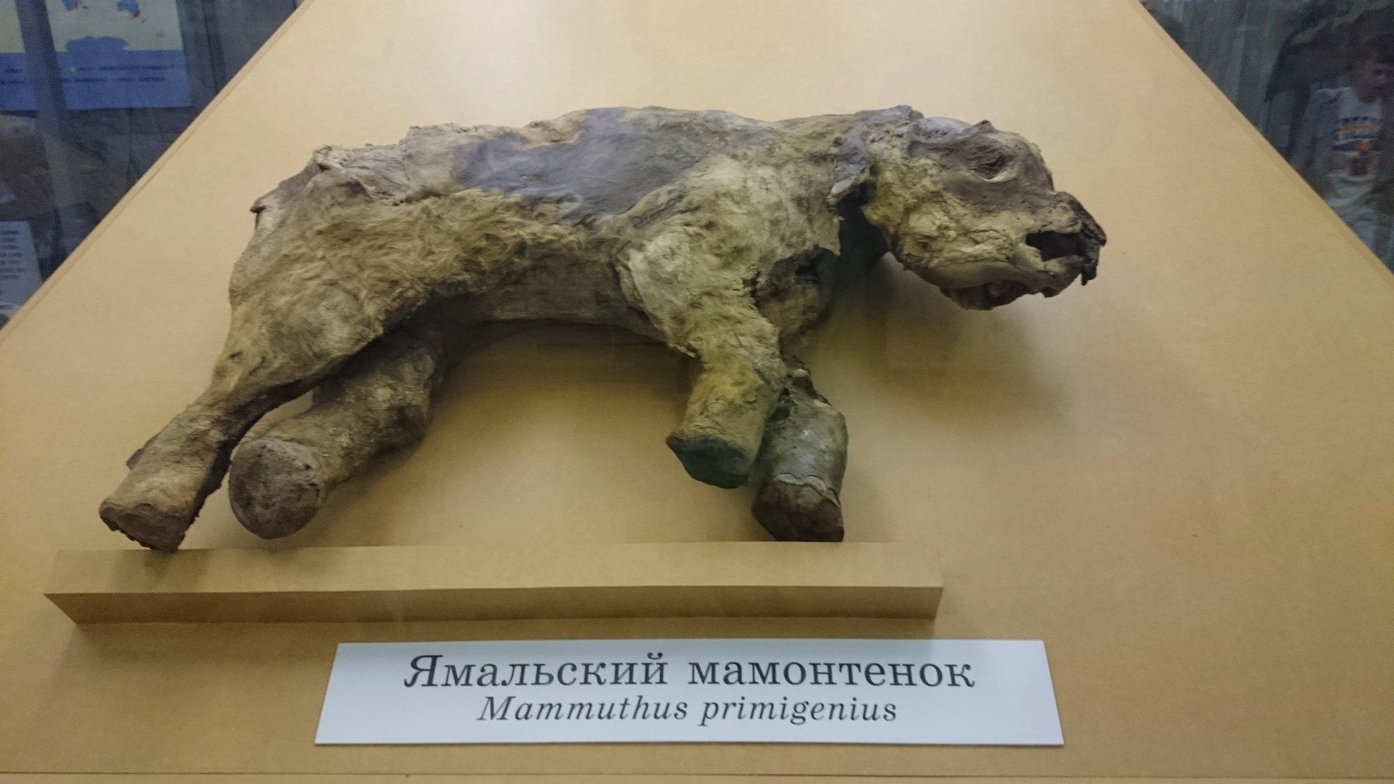 Ямальский мамонтенок в Зоологическом музее